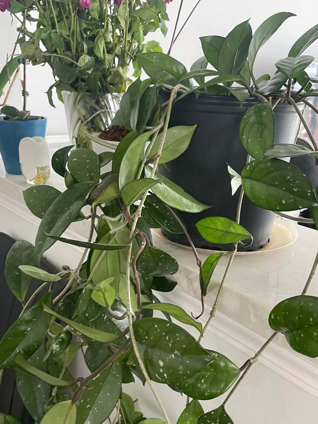 Hoya Carnosa 'Krimson Queen' Plant - photo 2