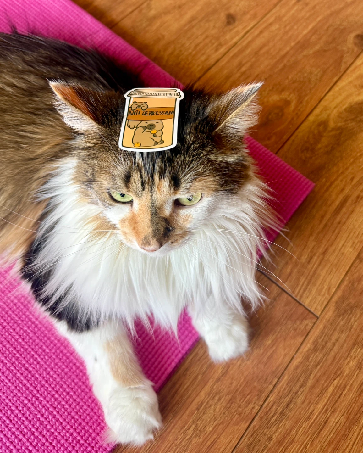 Anti Depressant Cat Stickers 50 pieces - photo 4