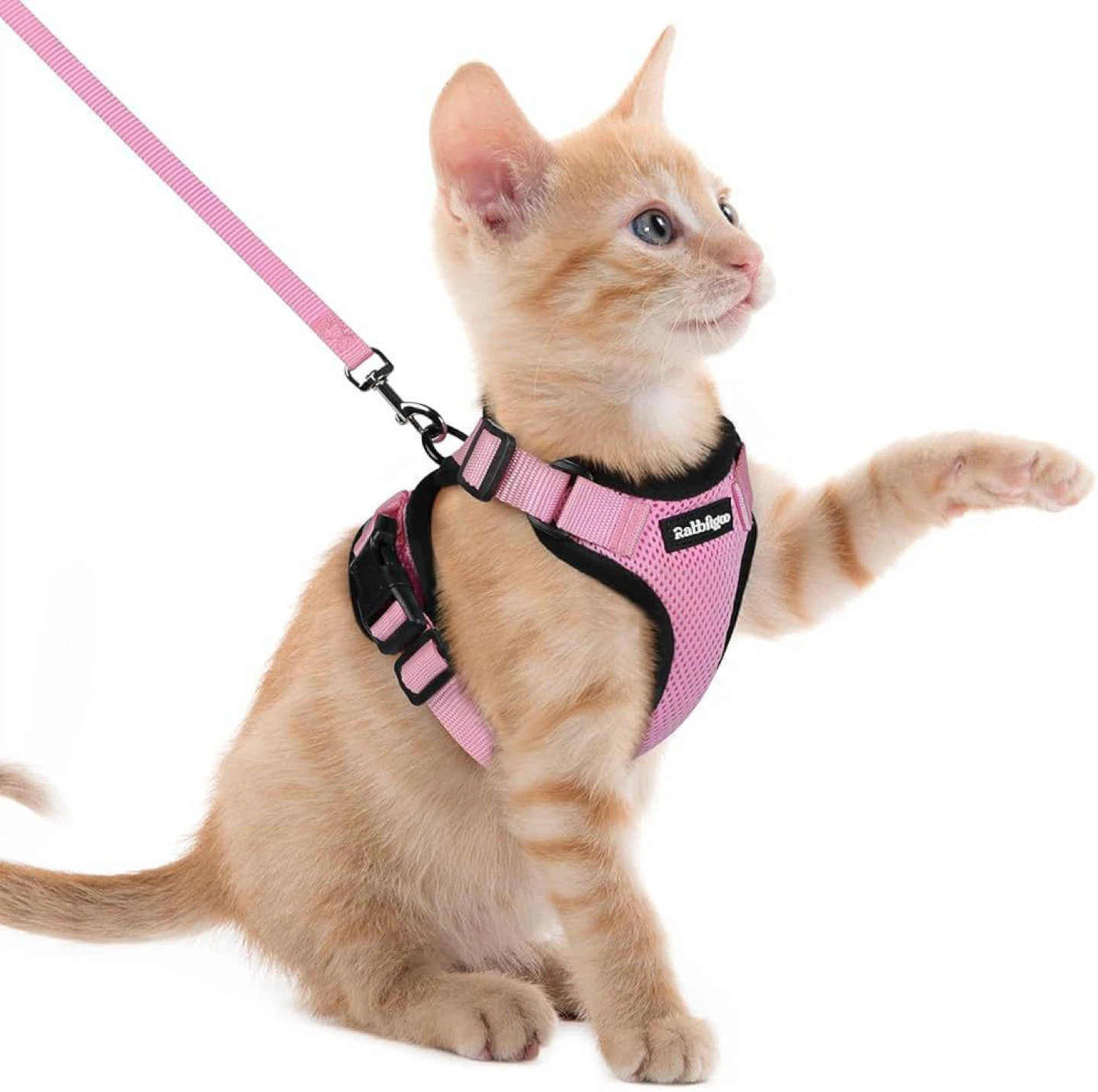 Kitten / Cat Harness (Set of 2)