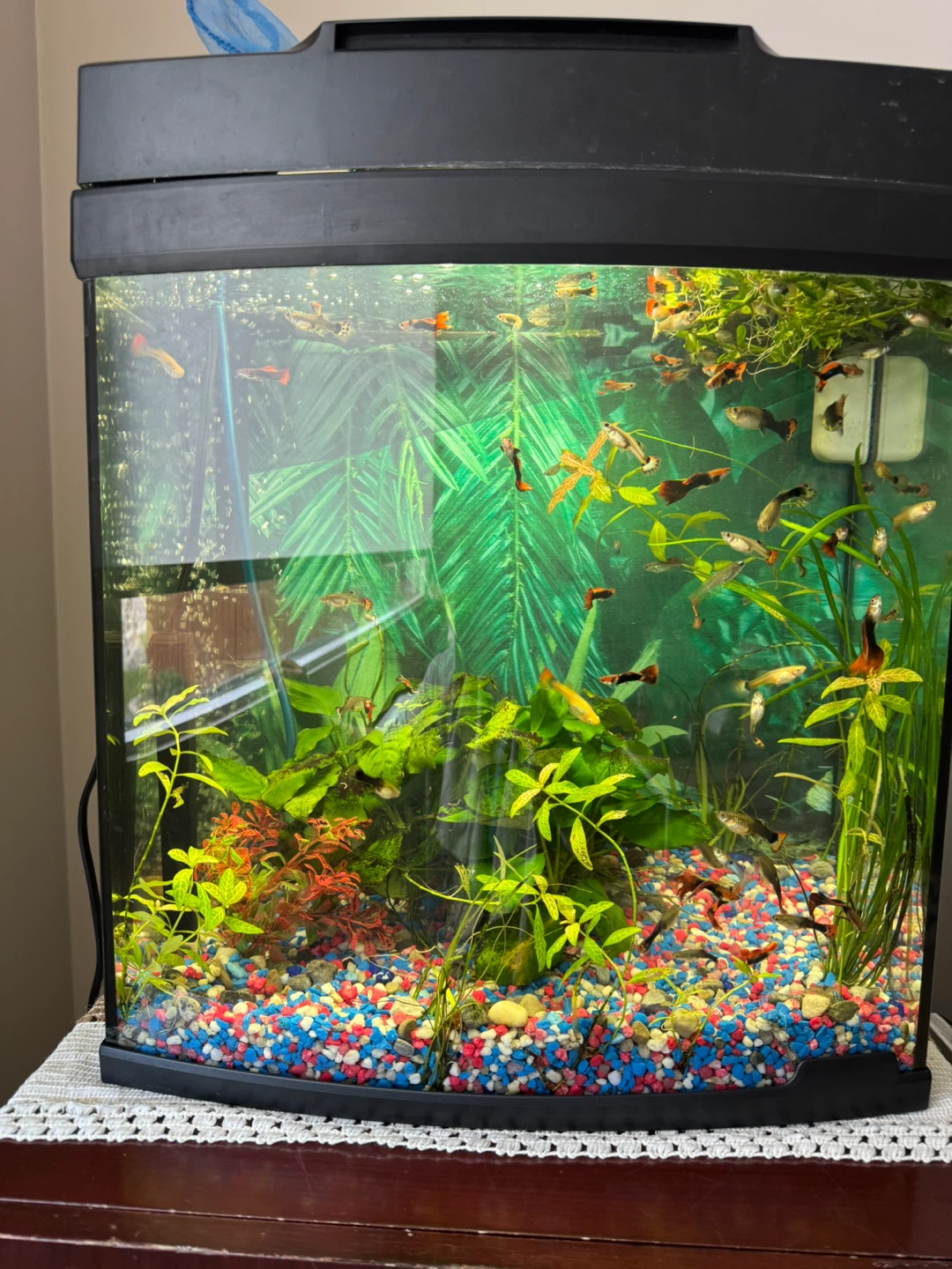 Aquarium Fish Tank with Plants and Accessories