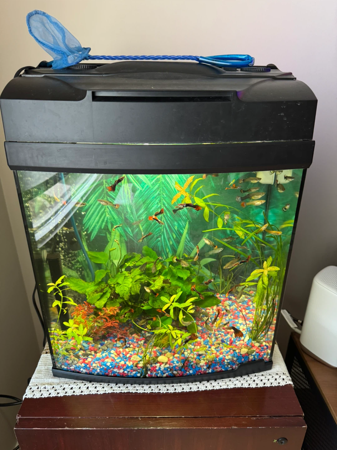 Aquarium Fish Tank with Plants and Accessories - photo 3