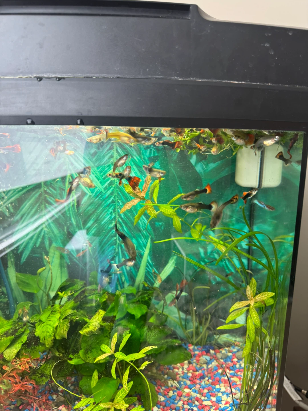 Aquarium Fish Tank with Plants and Accessories - photo 4