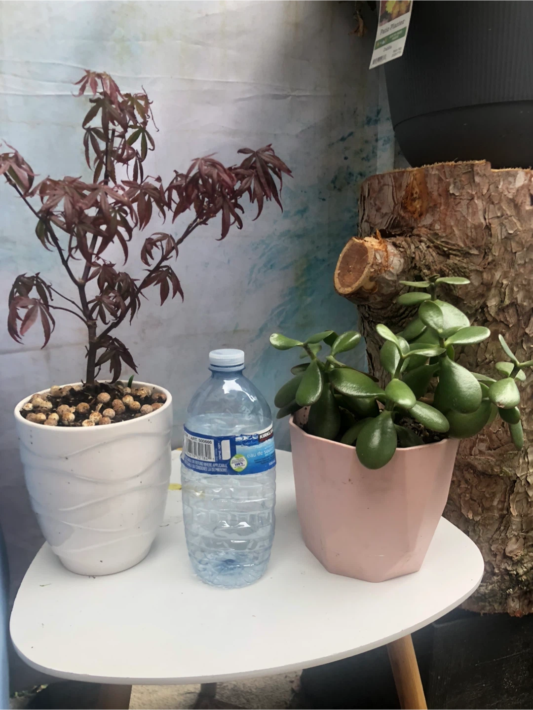Jade Plant in Pink Geometric Pot