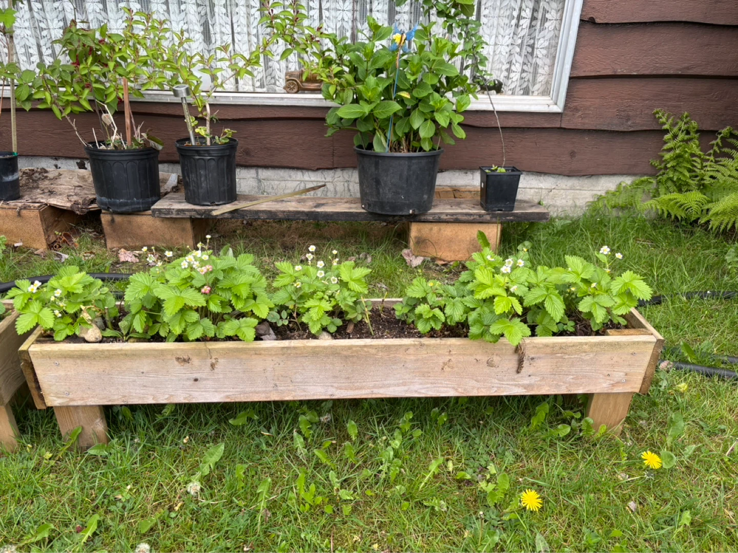 Beautiful healthy Fern and many others. - photo 2
