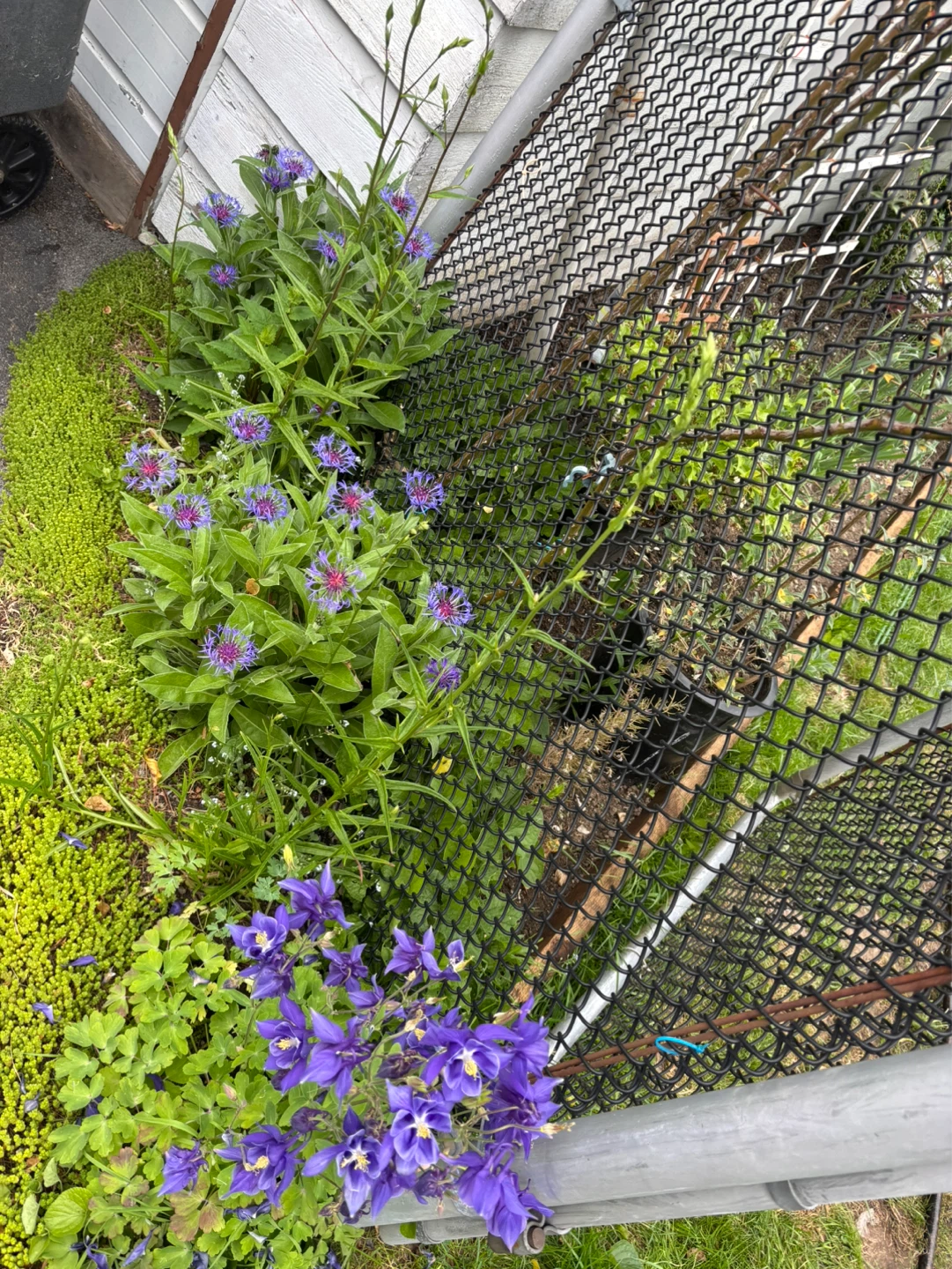 Beautiful healthy Fern and many others. - photo 3