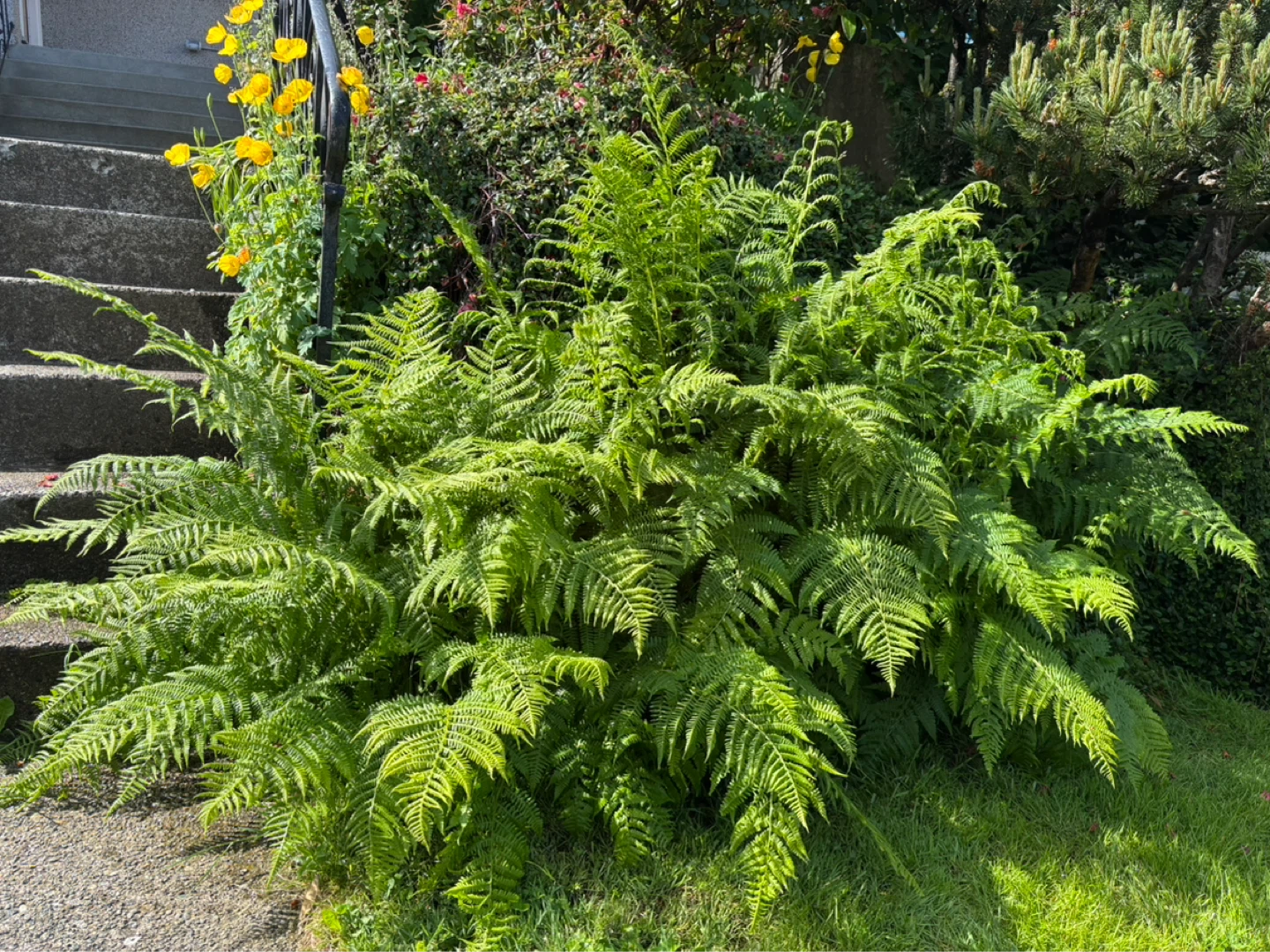 Beautiful healthy Fern and many others.