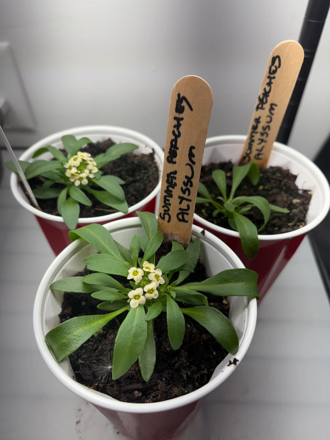 Alyssum Summer Peaches/Summer Romance Plants - photo 2