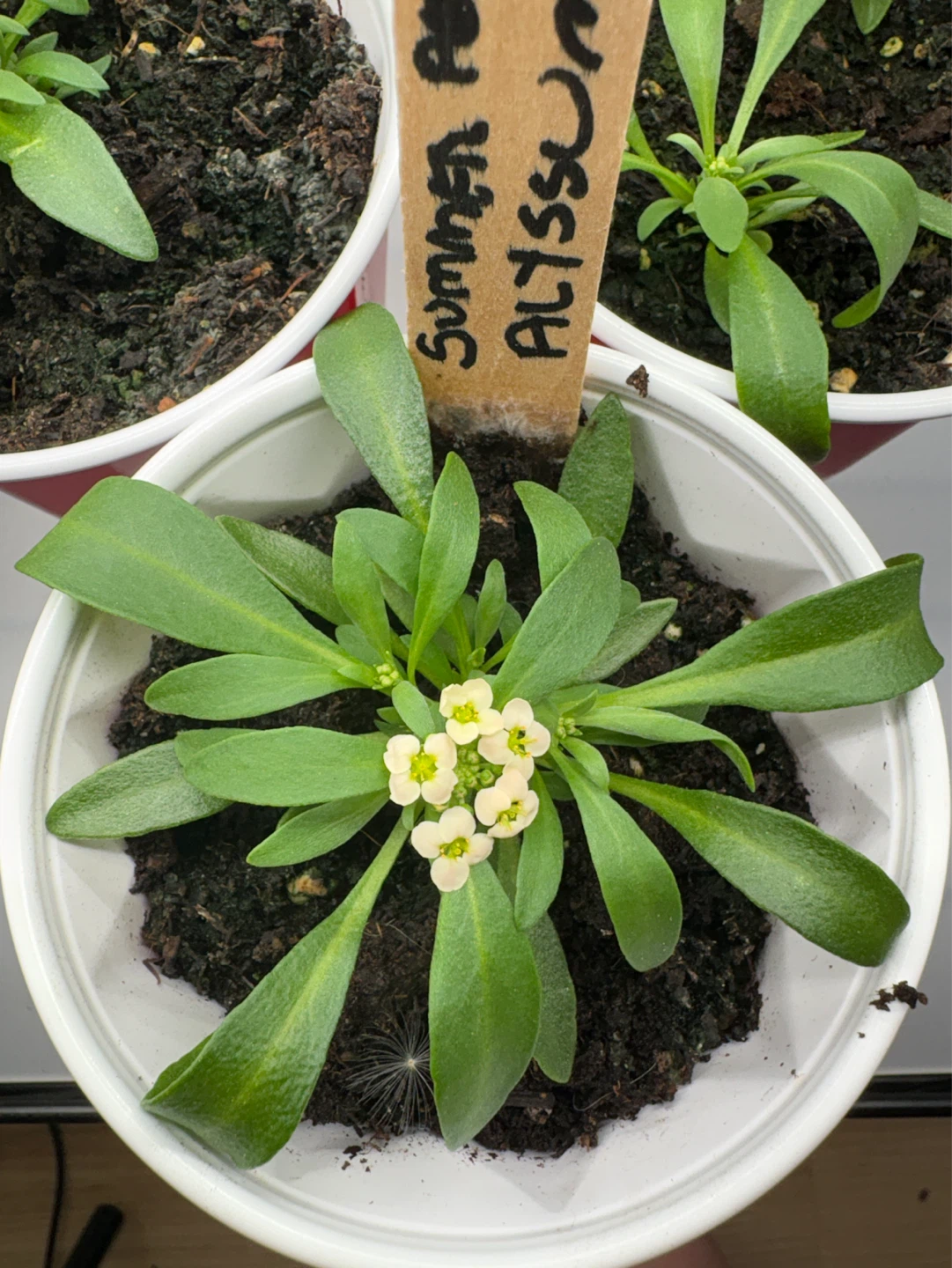 Alyssum Summer Peaches/Summer Romance Plants