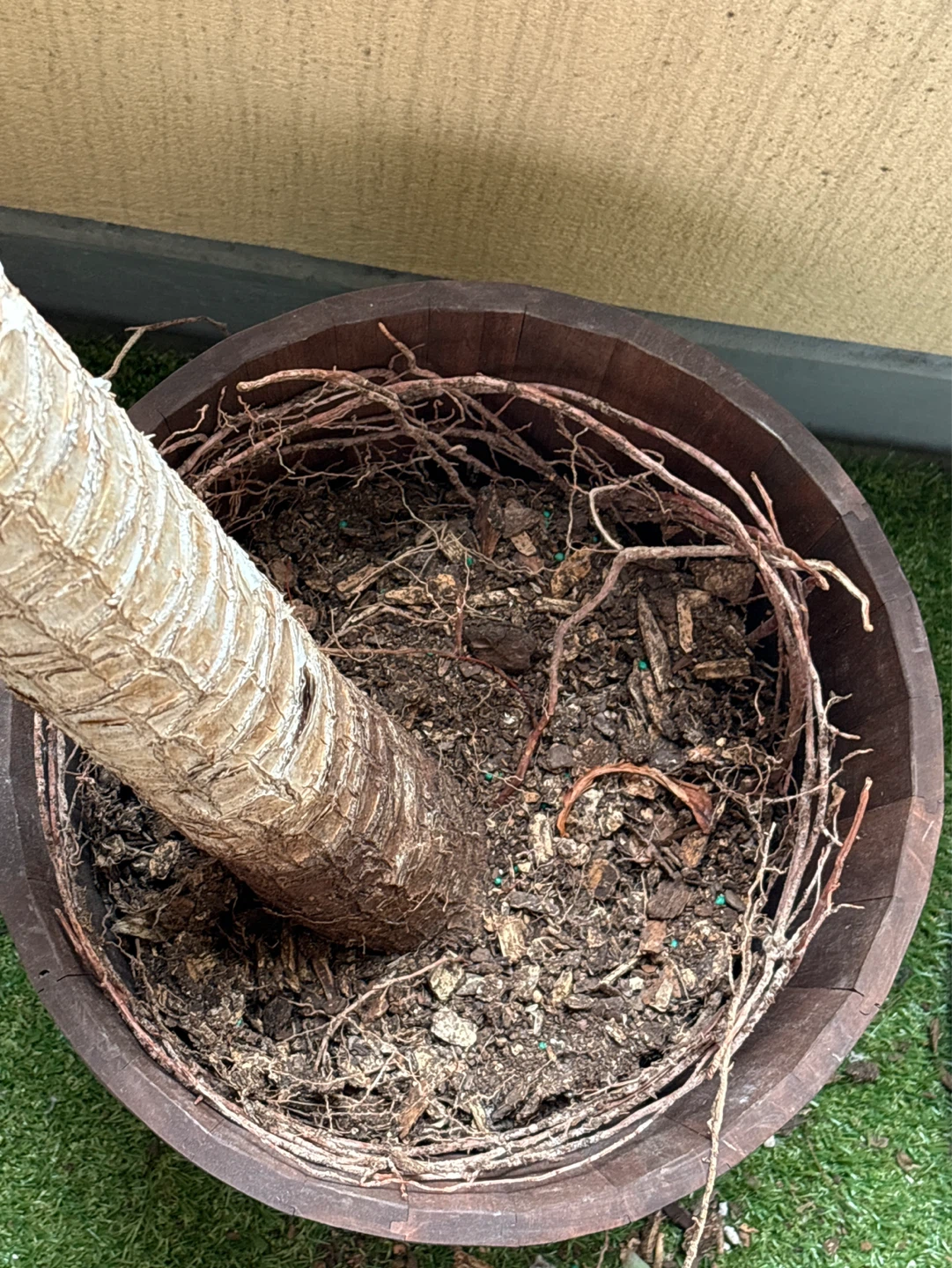 Yucca Plant in Wooden Pot - photo 3