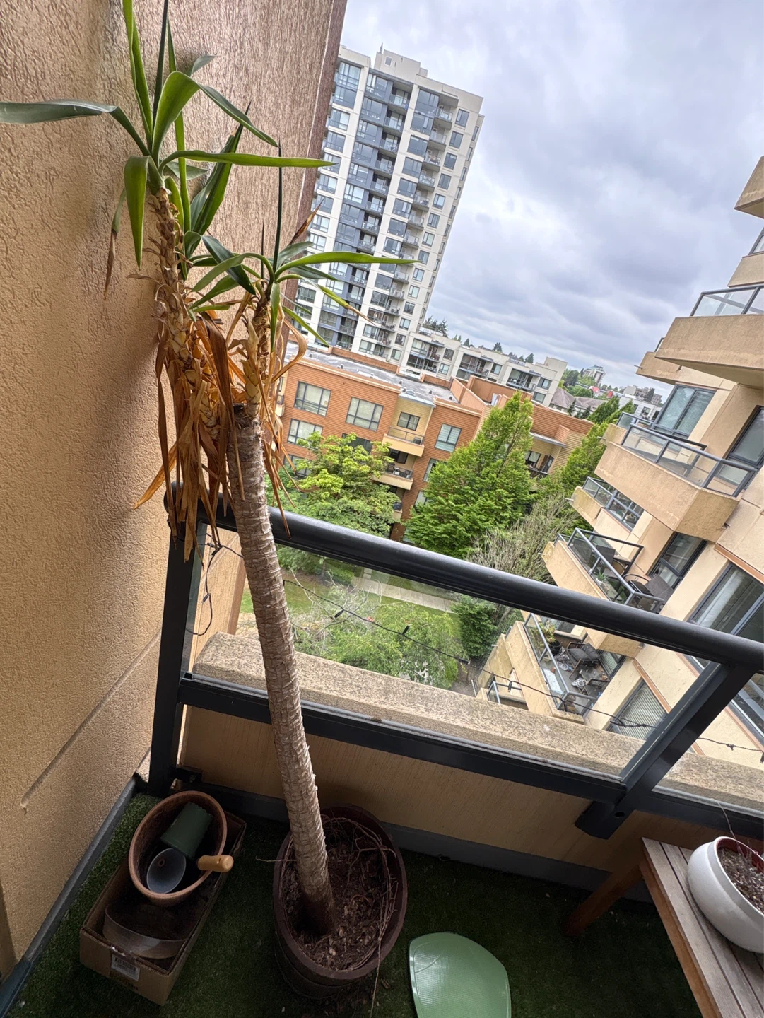 Yucca Plant in Wooden Pot