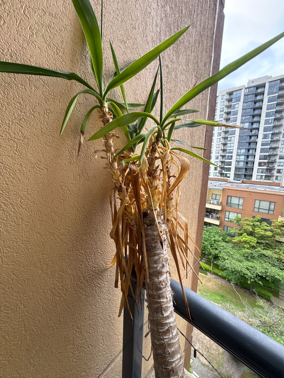 Yucca Plant in Wooden Pot - photo 2