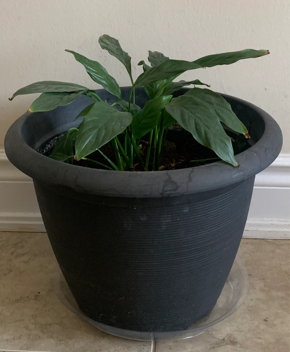 Potted Peace Lily Plant