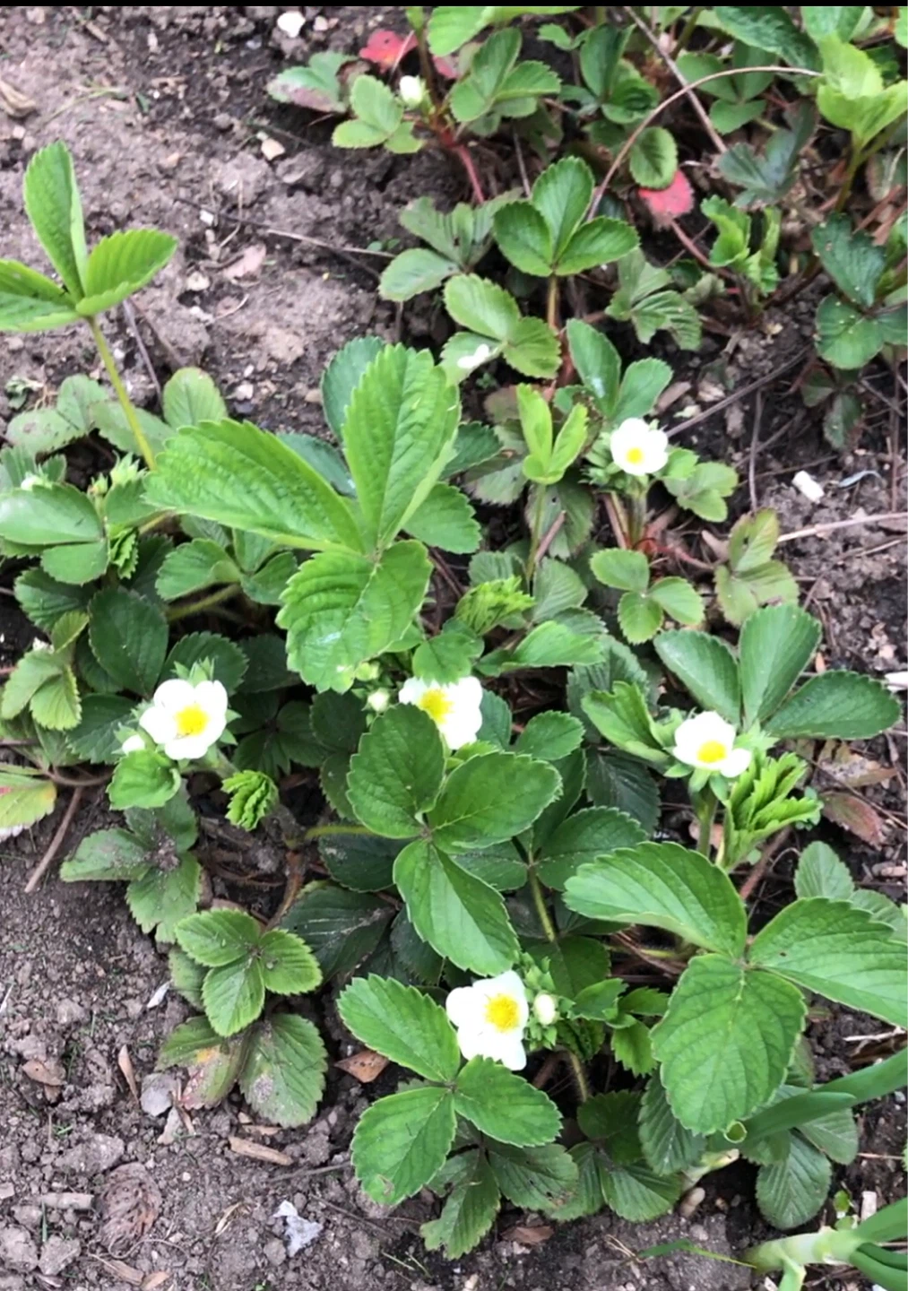 ORGANIC STRAWBERRY 🍓 plants in bloom - photo 4