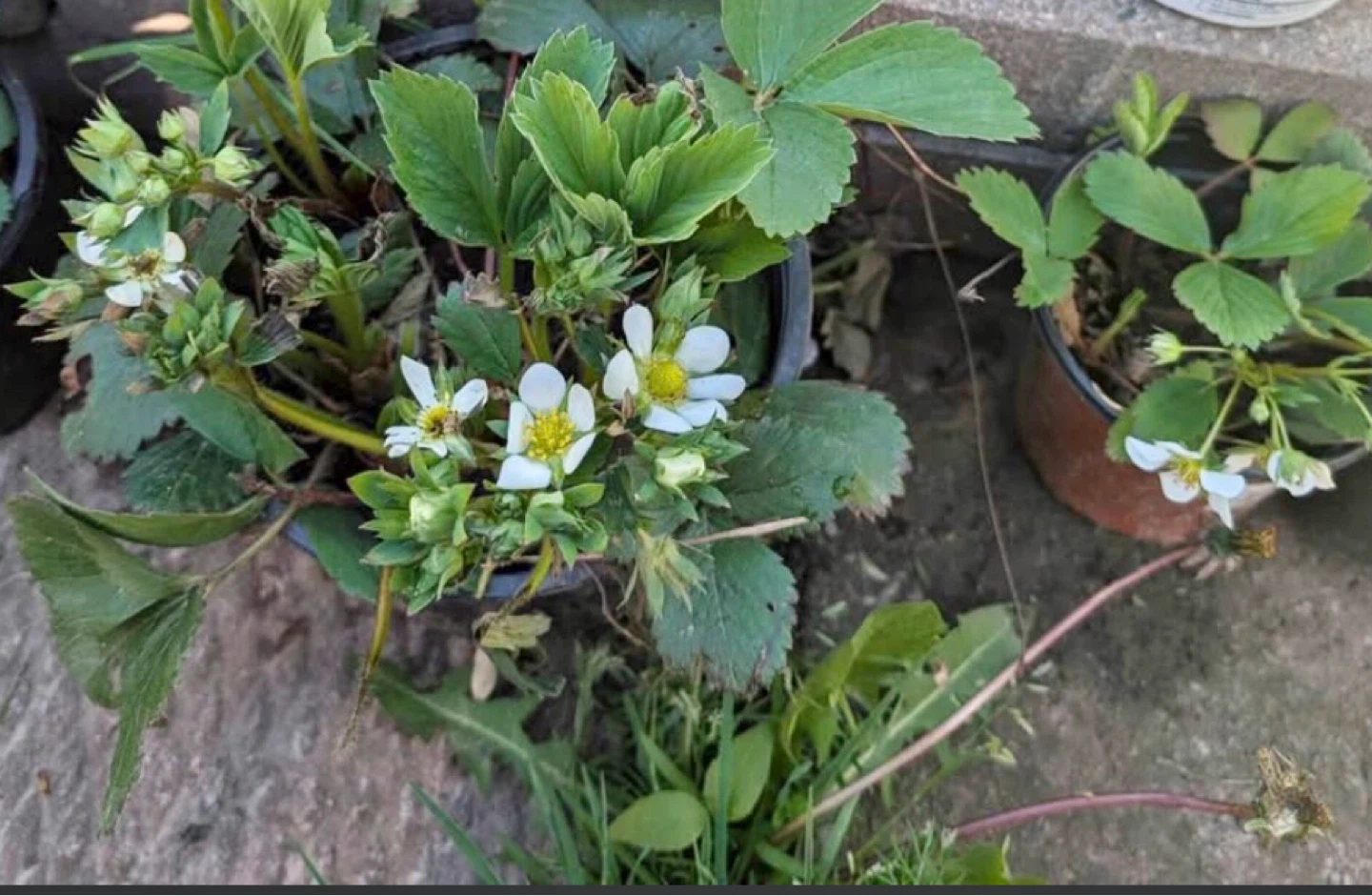 ORGANIC STRAWBERRY 🍓 plants in bloom