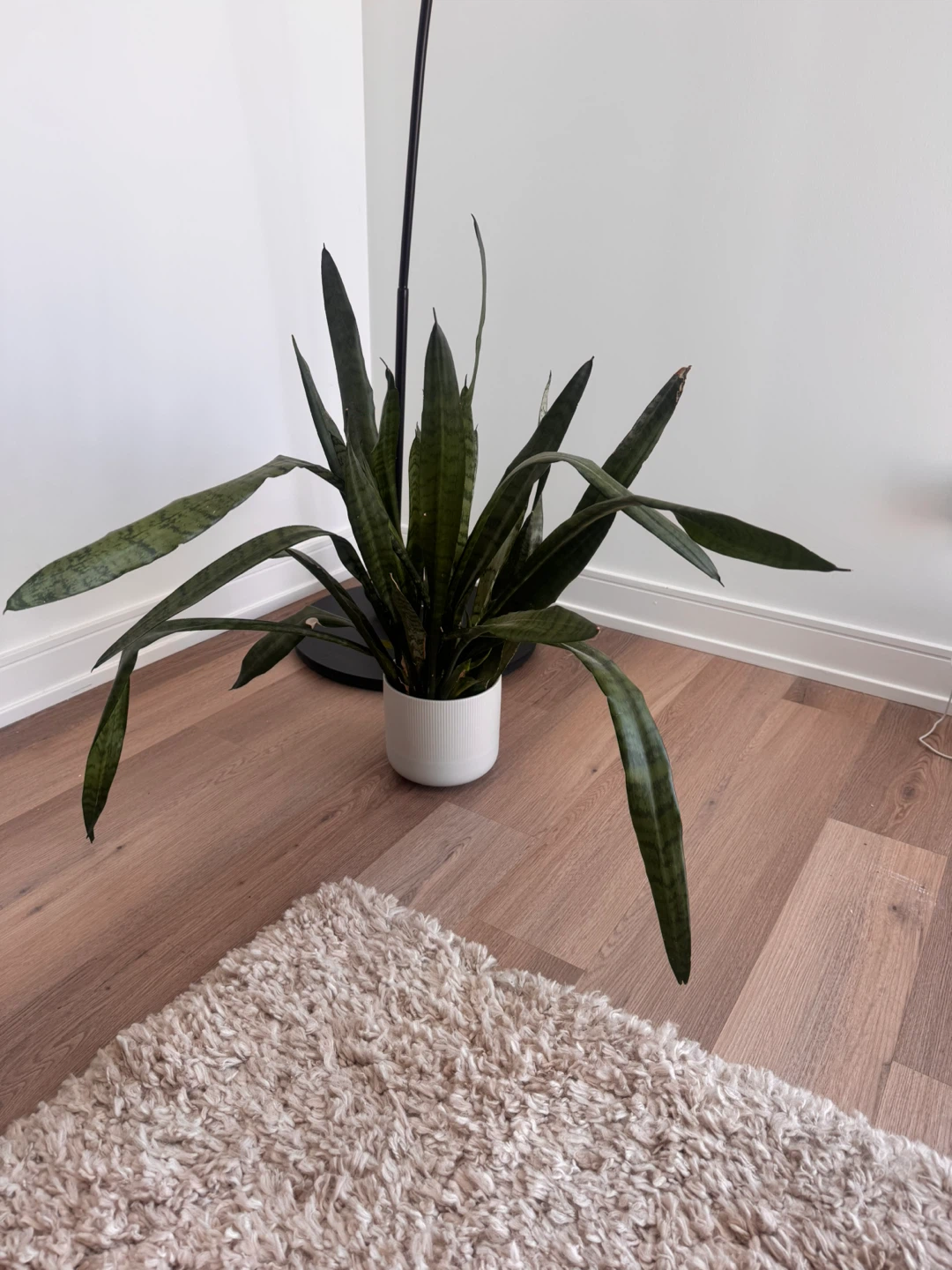 Sansevieria Plant in White Pot