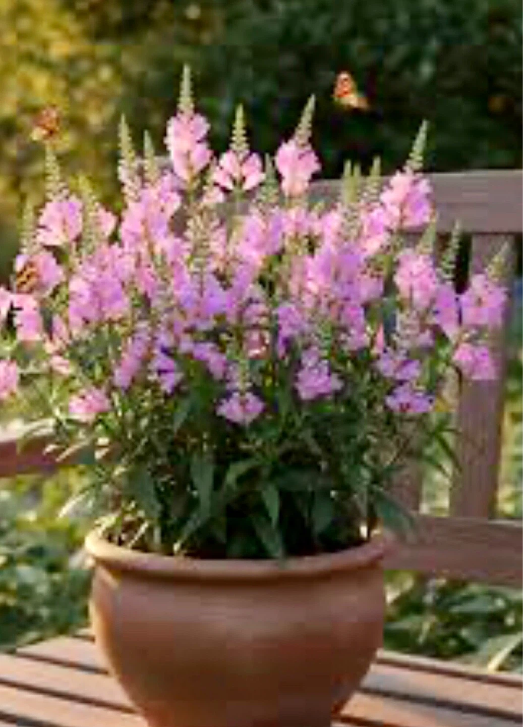 3 Pink Obidience, Perennial flower plants