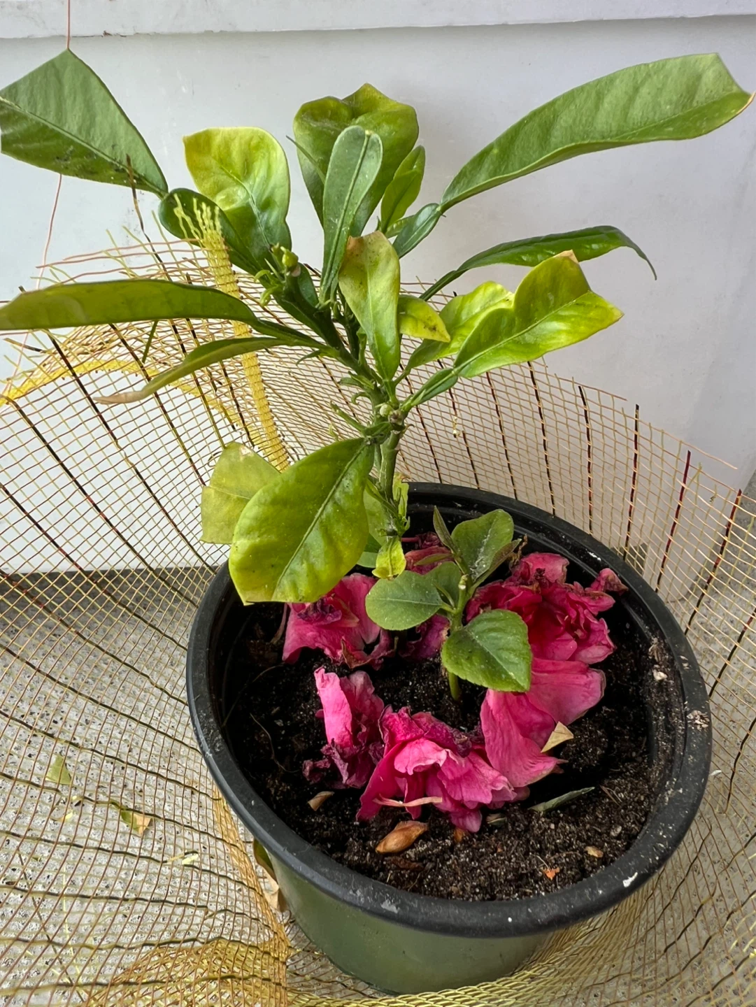 Lemon Tree Plant