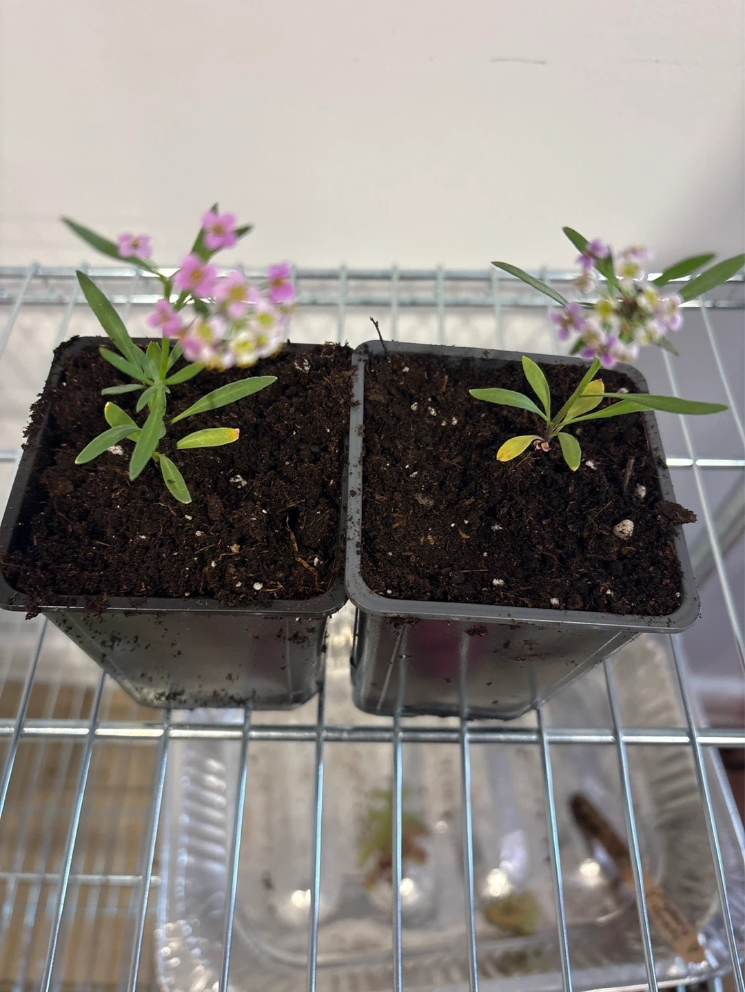 Alyssum Summer Peaches/Summer Romance Plants - photo 3