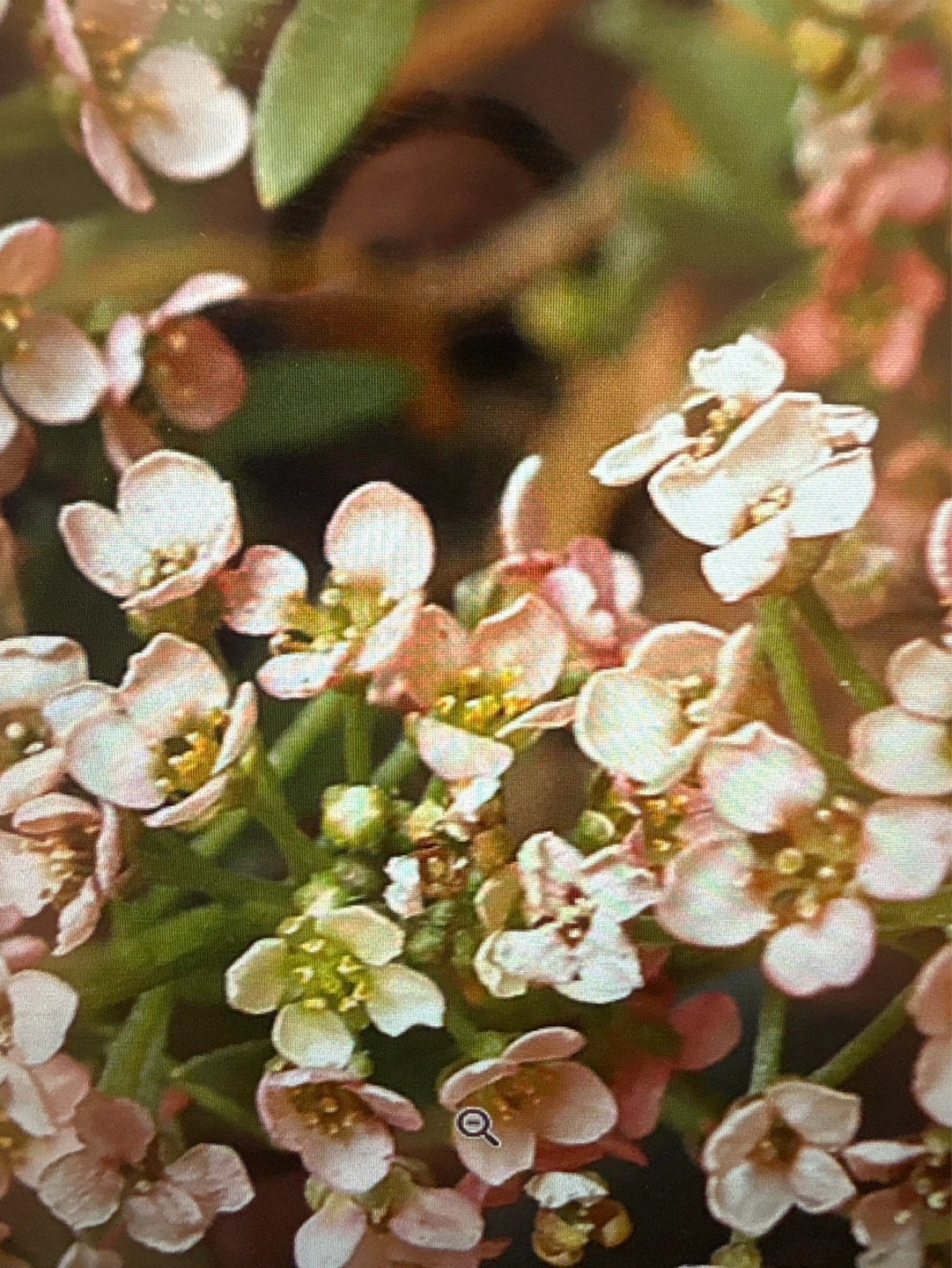Alyssum Summer Peaches/Summer Romance Plants - photo 5