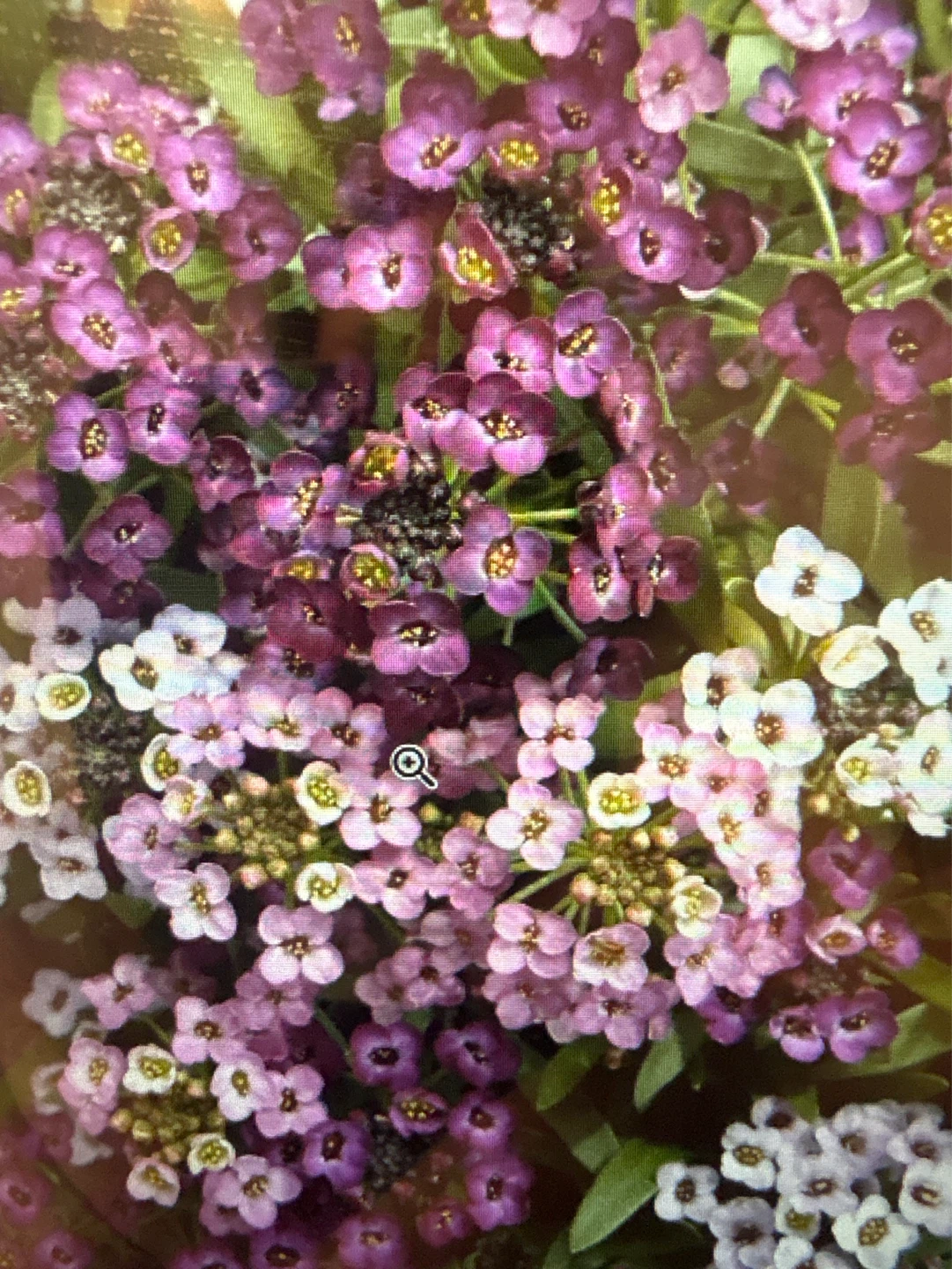 Alyssum Summer Peaches/Summer Romance Plants - photo 4