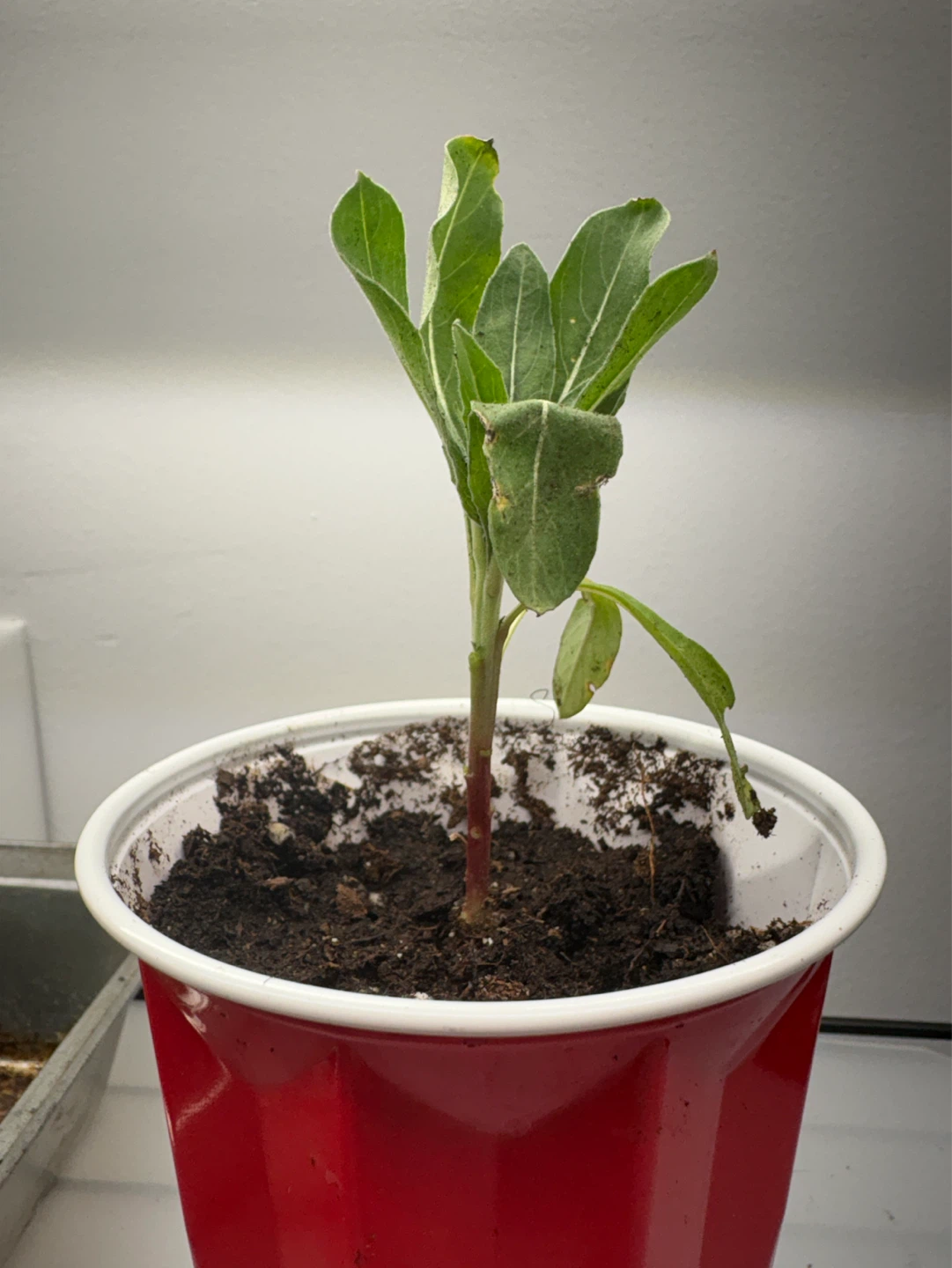 Young Evening Primrose Plant - photo 2
