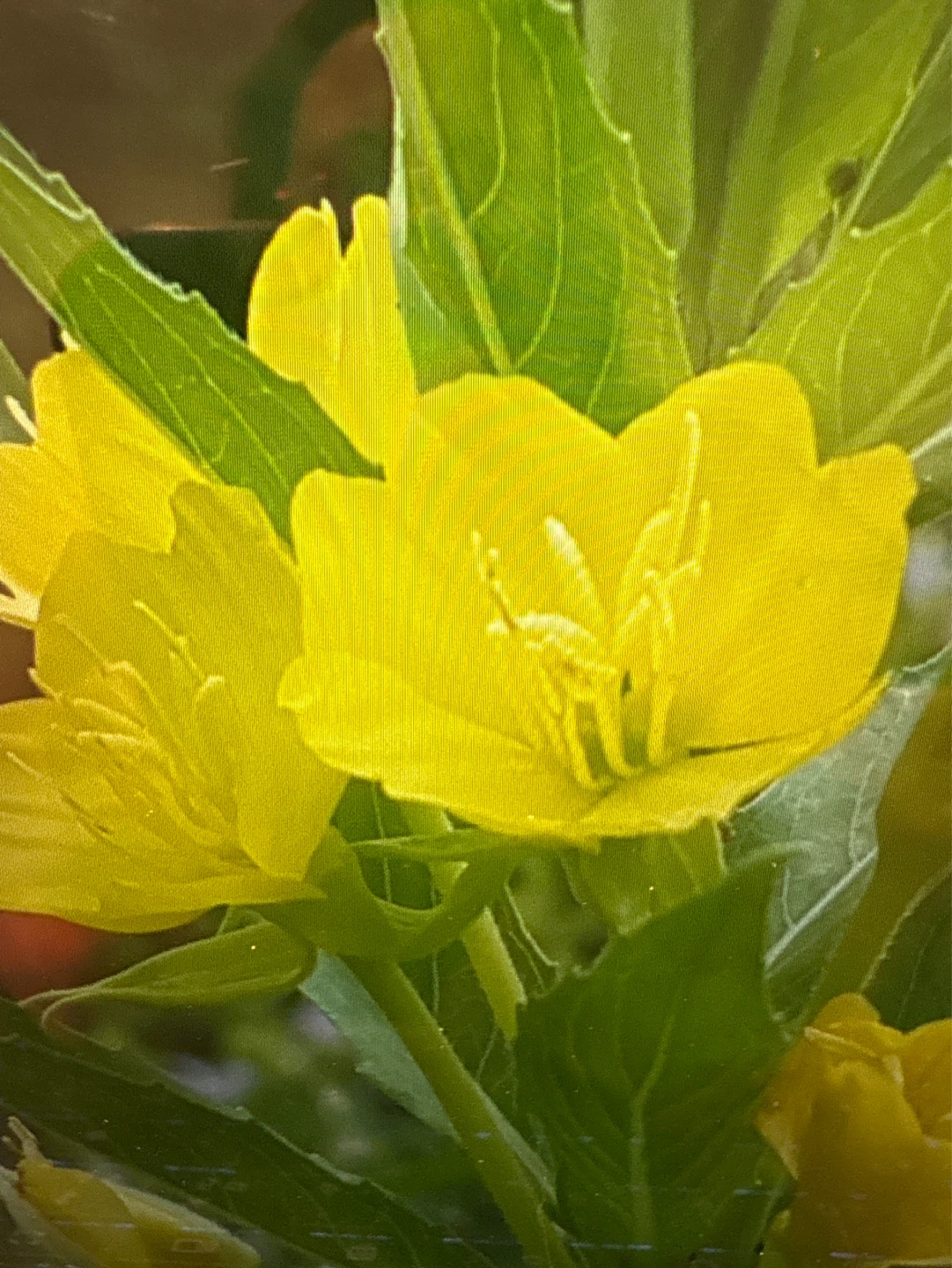 Young Evening Primrose Plant