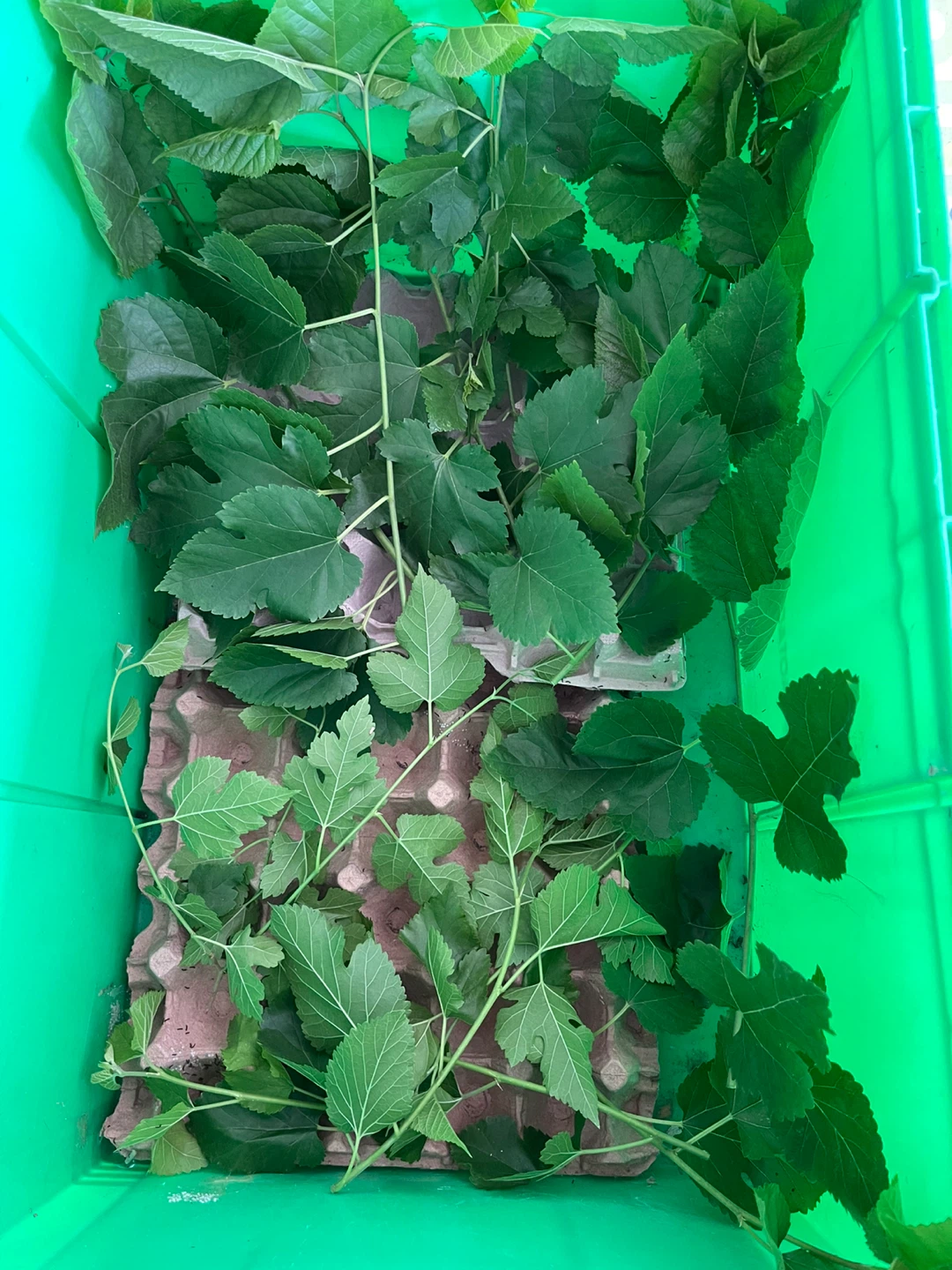 Mulberry Leaves and Silkworms - photo 2