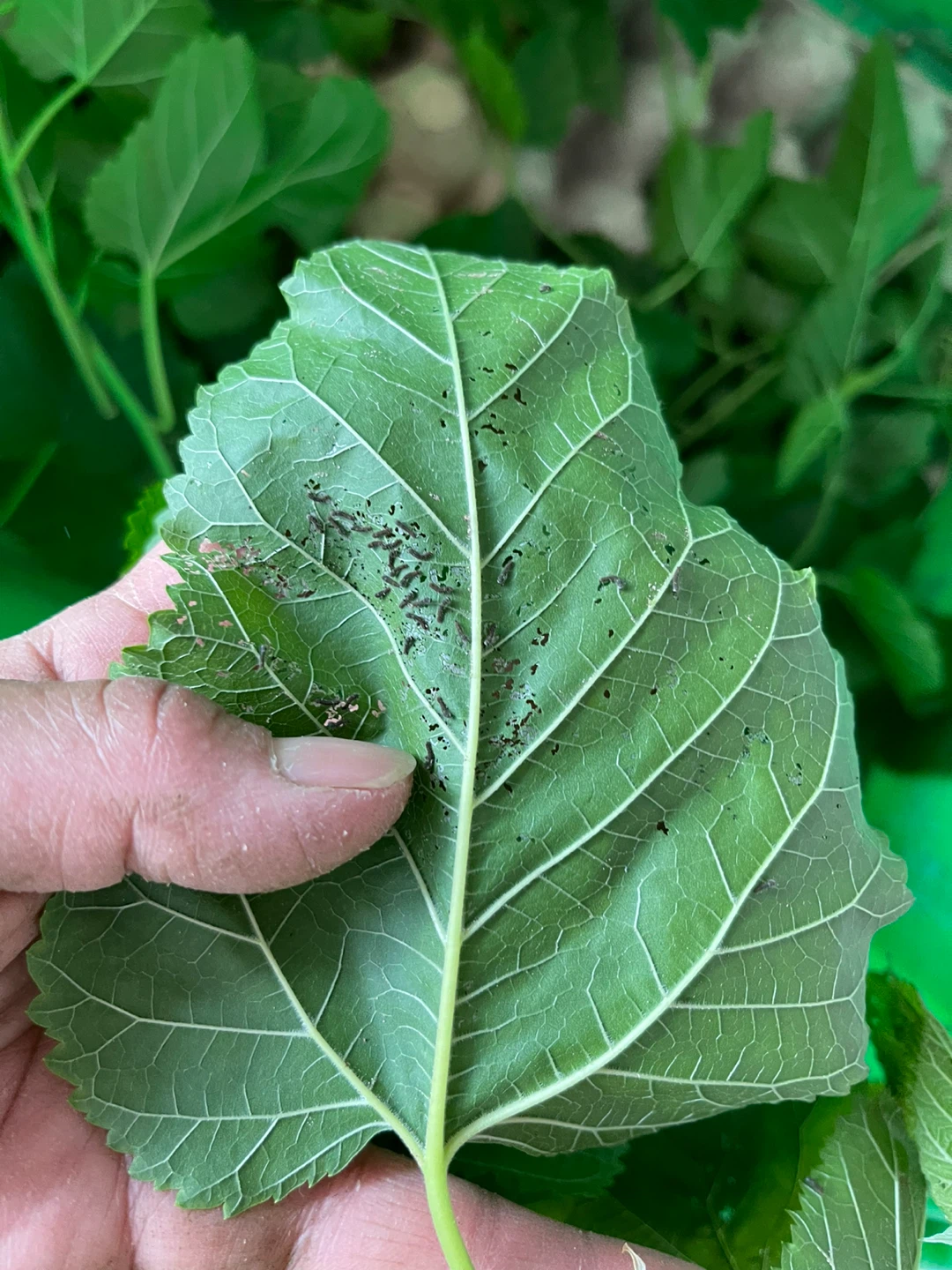 Mulberry Leaves and Silkworms