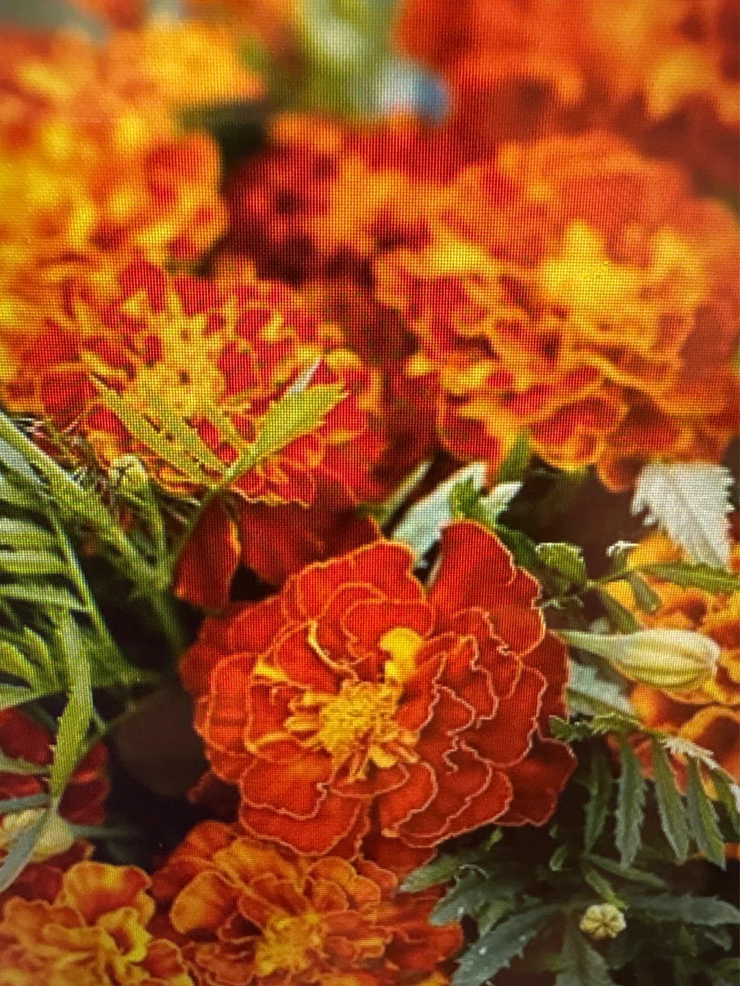 Marigold Plants (3)
