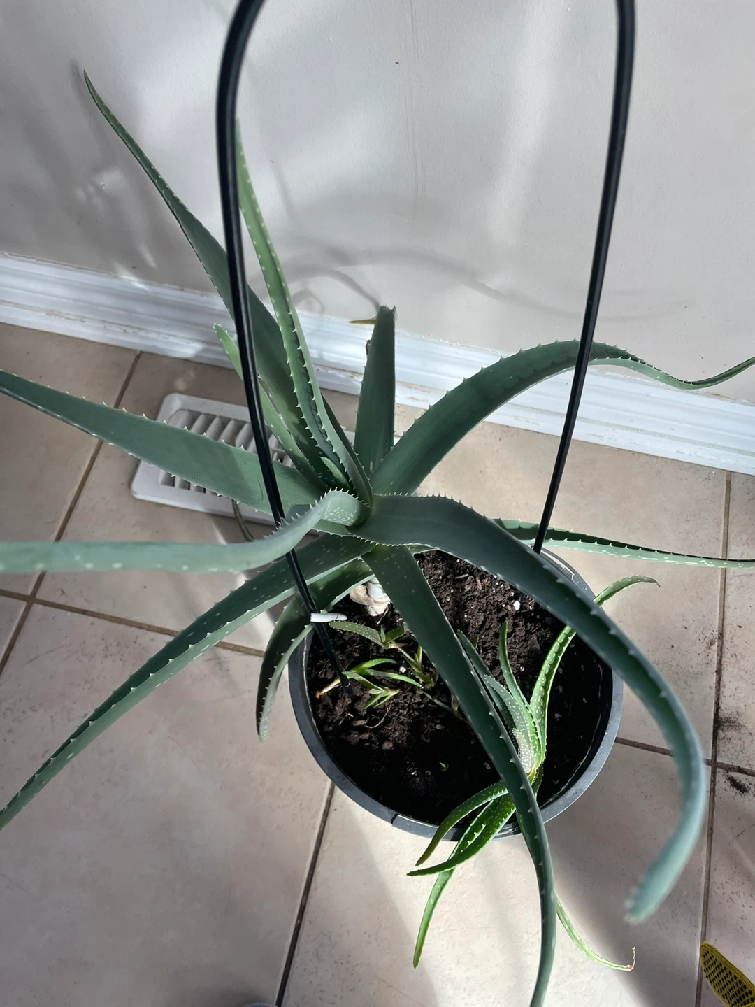 Aloe Vera Plant in Pot - photo 2