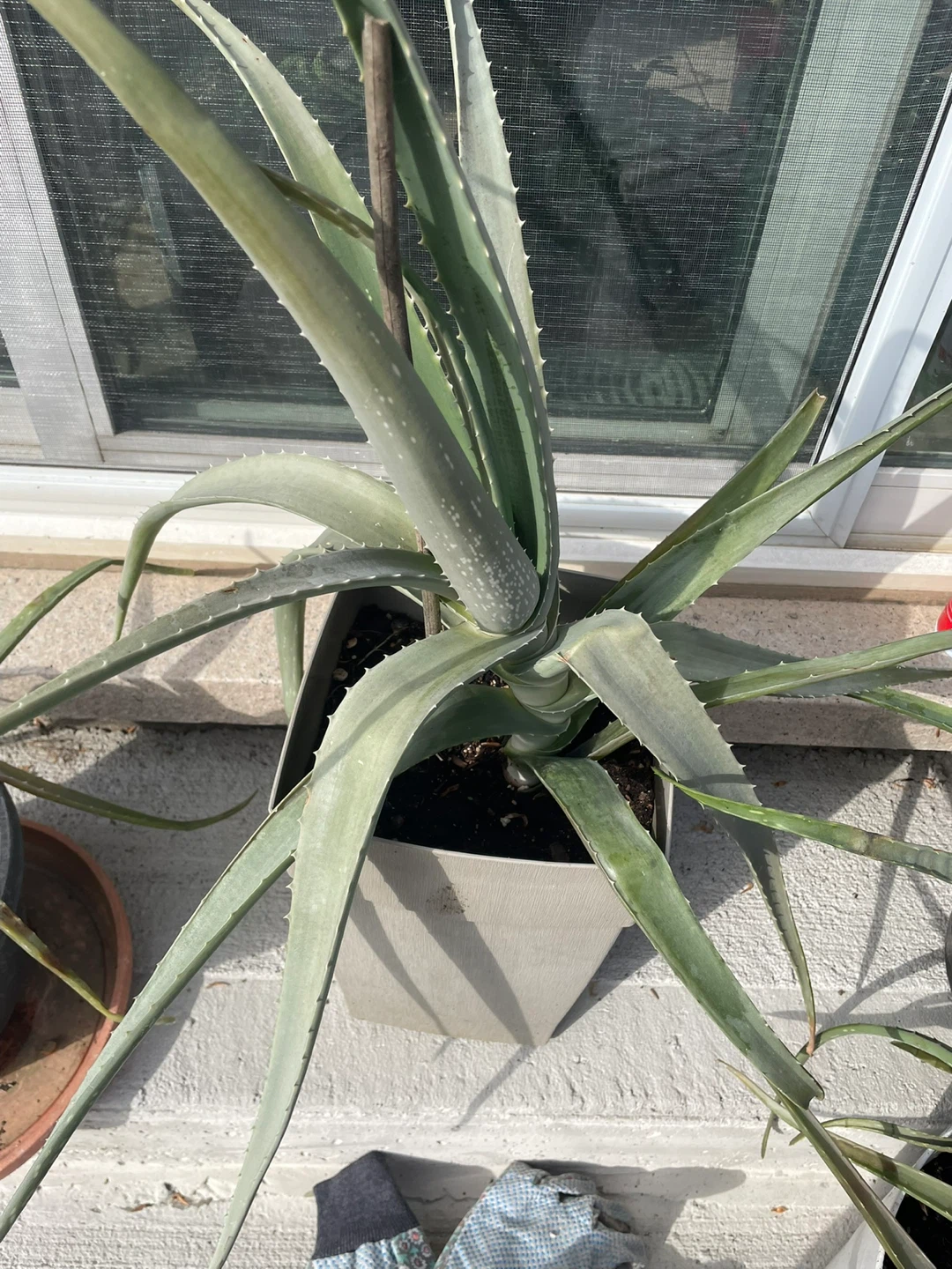 Aloe Vera Plant in Pot