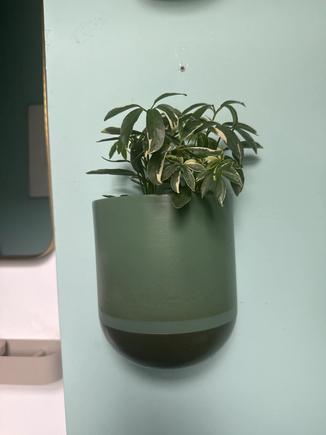 Green Wall Planter with Variegated Plant