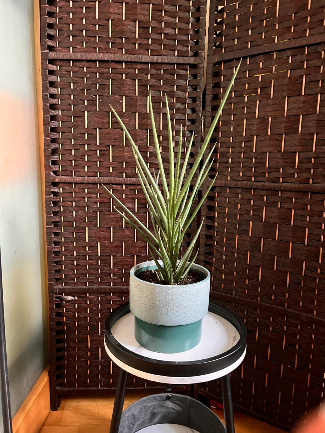 22” Snake Plant in Ceramic Pot