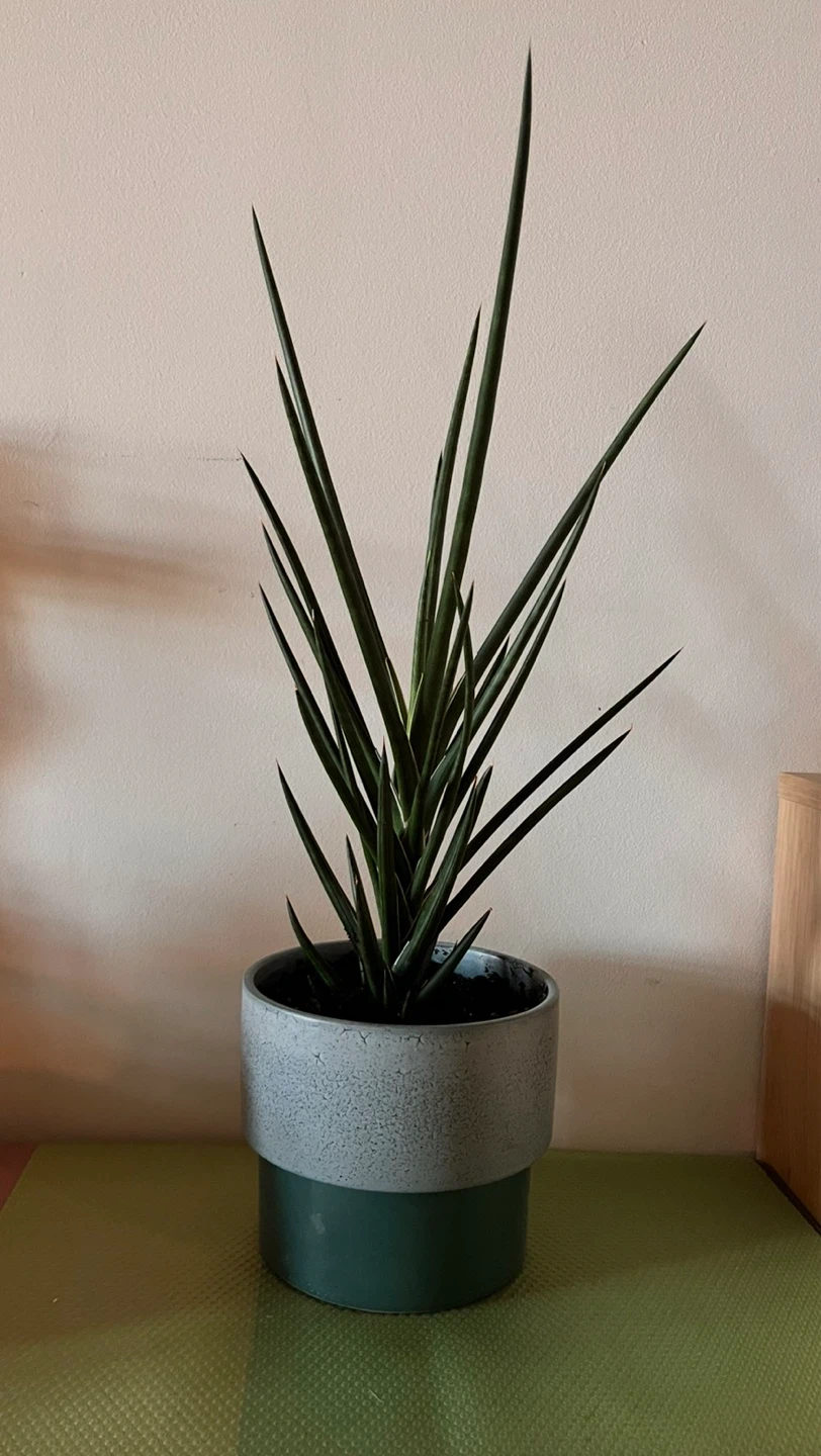 22” Snake Plant in Ceramic Pot - photo 2