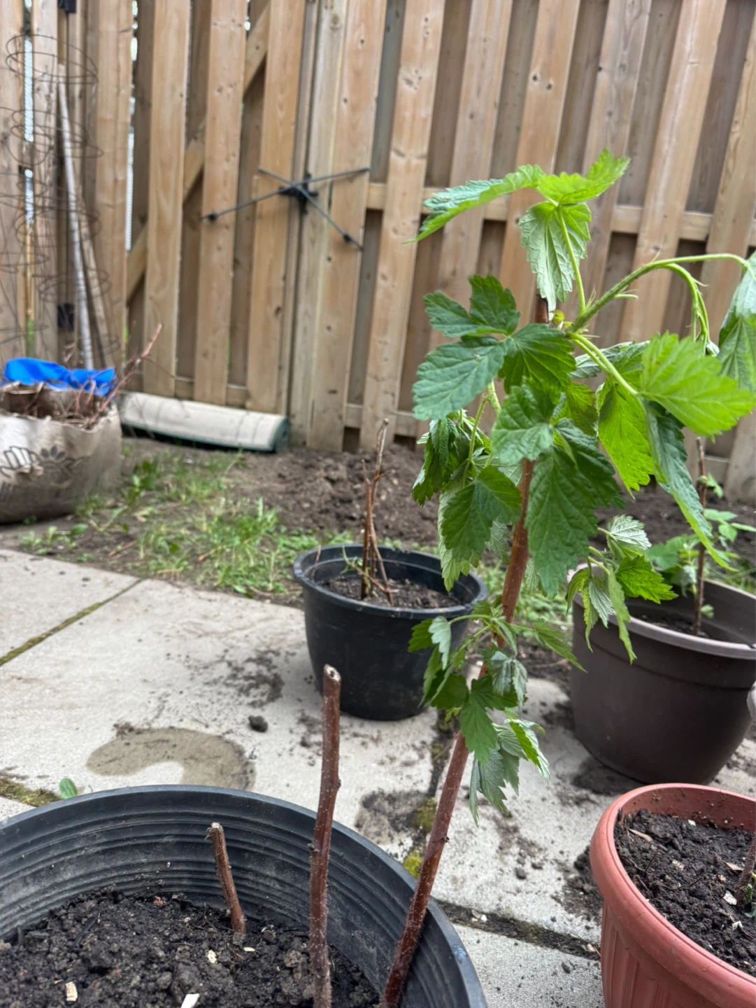 Potted Raspberry Plants - photo 3