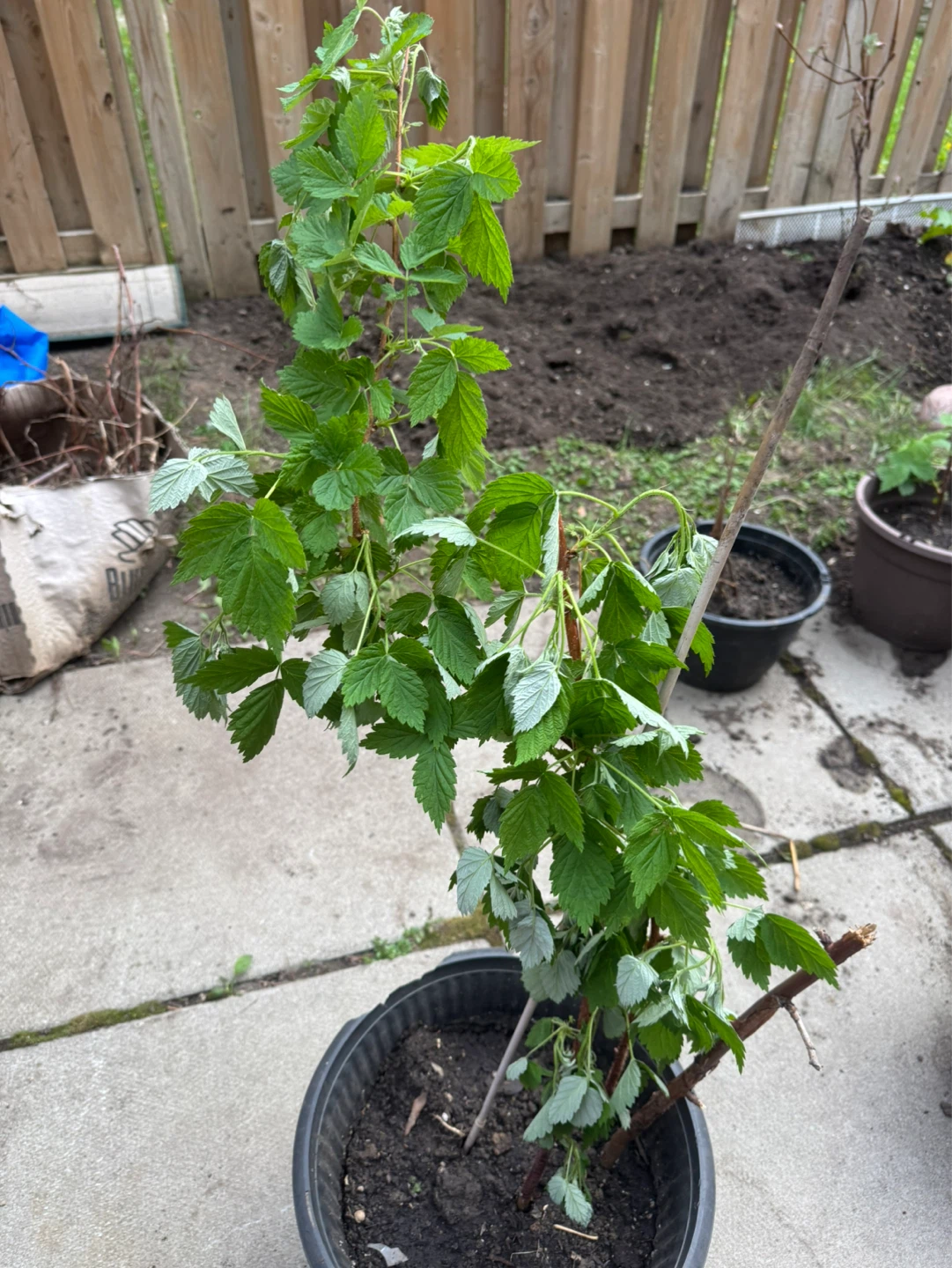 Potted Raspberry Plants - photo 2
