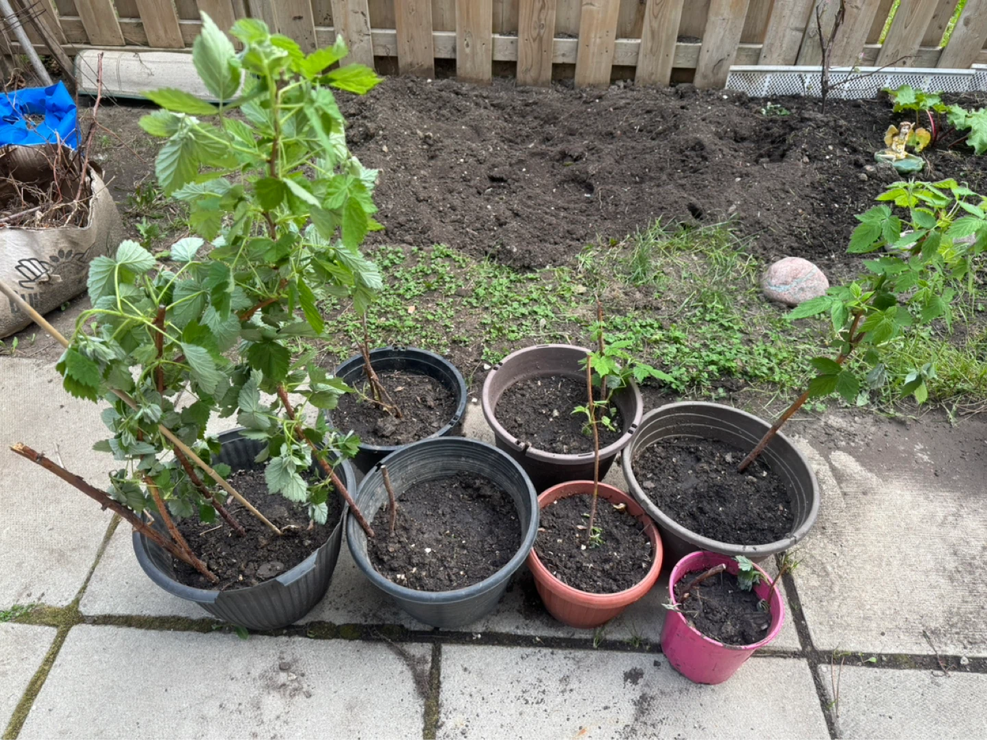 Potted Raspberry Plants