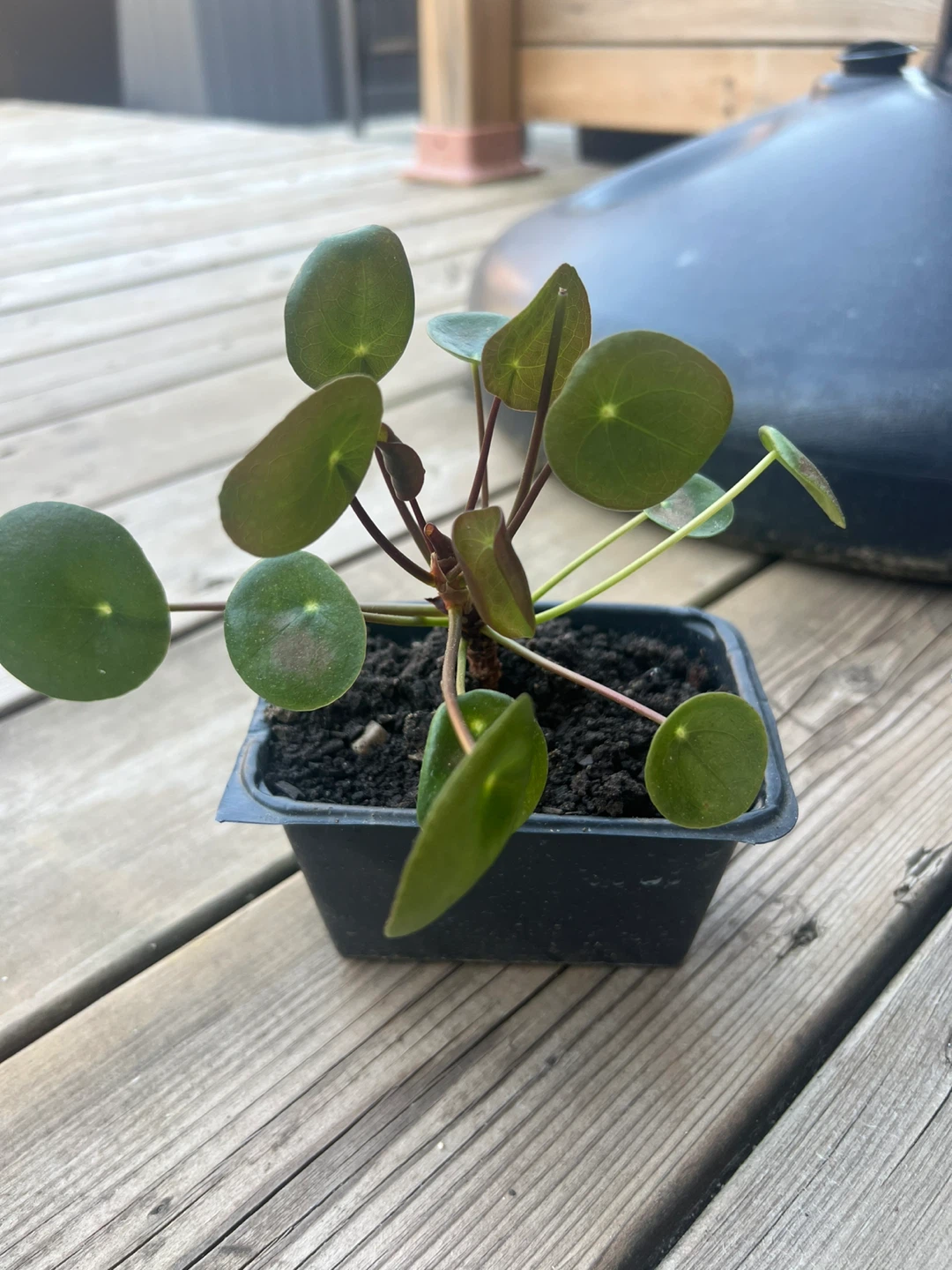 Pilea Peperomioides Plant Starts / money coin tree - photo 5