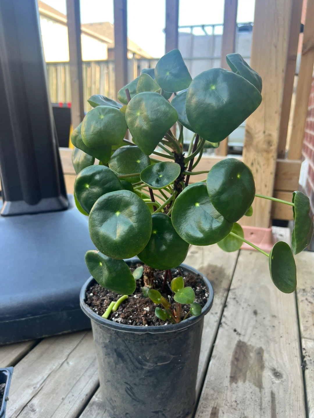 Pilea Peperomioides Plant Starts / money coin tree - photo 4
