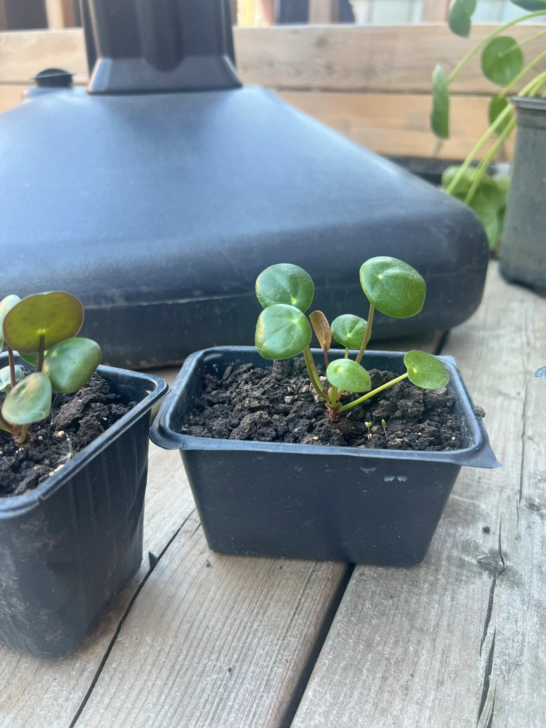 Pilea Peperomioides Plant Starts / money coin tree