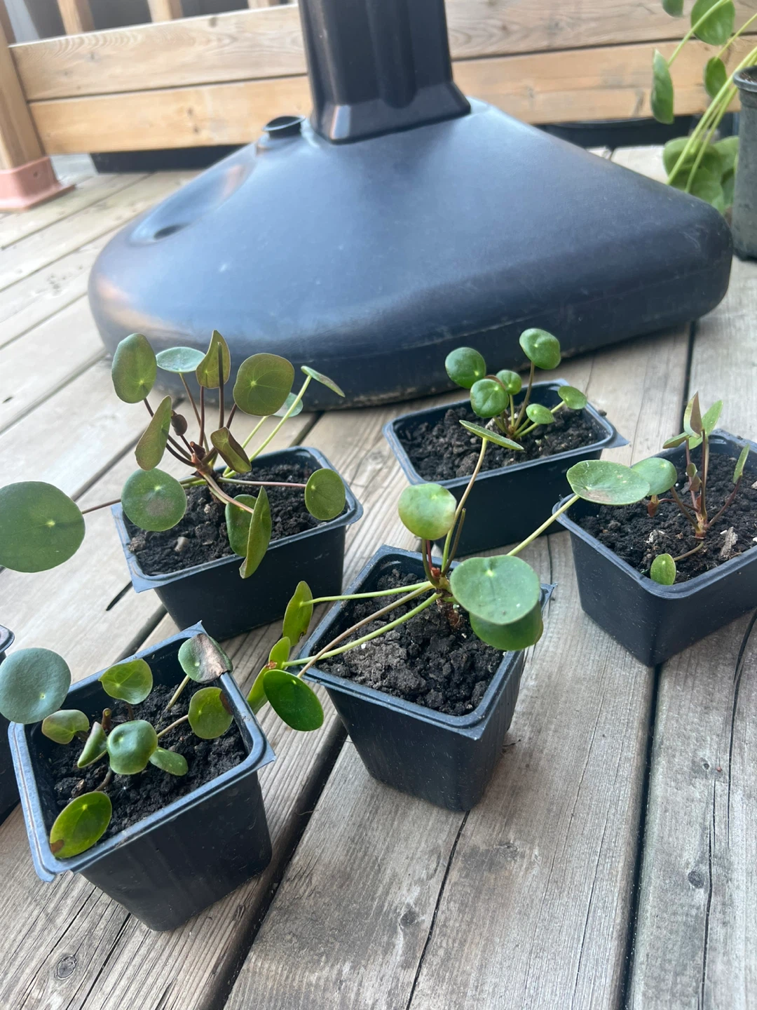 Pilea Peperomioides Plant Starts / money coin tree - photo 3