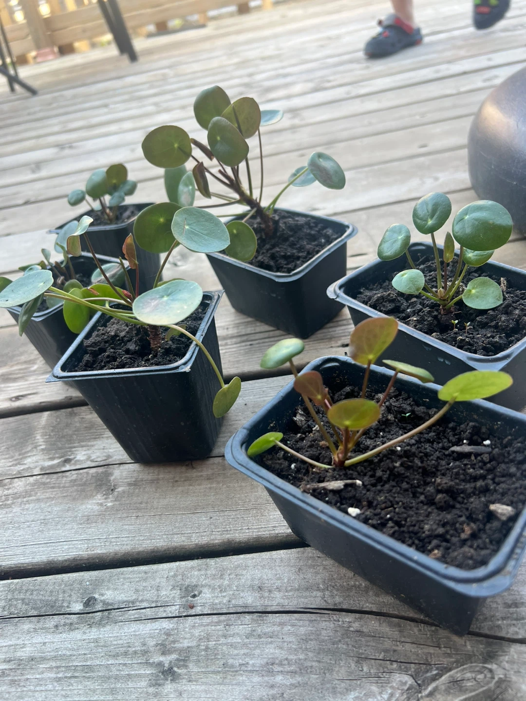 Pilea Peperomioides Plant Starts / money coin tree - photo 2
