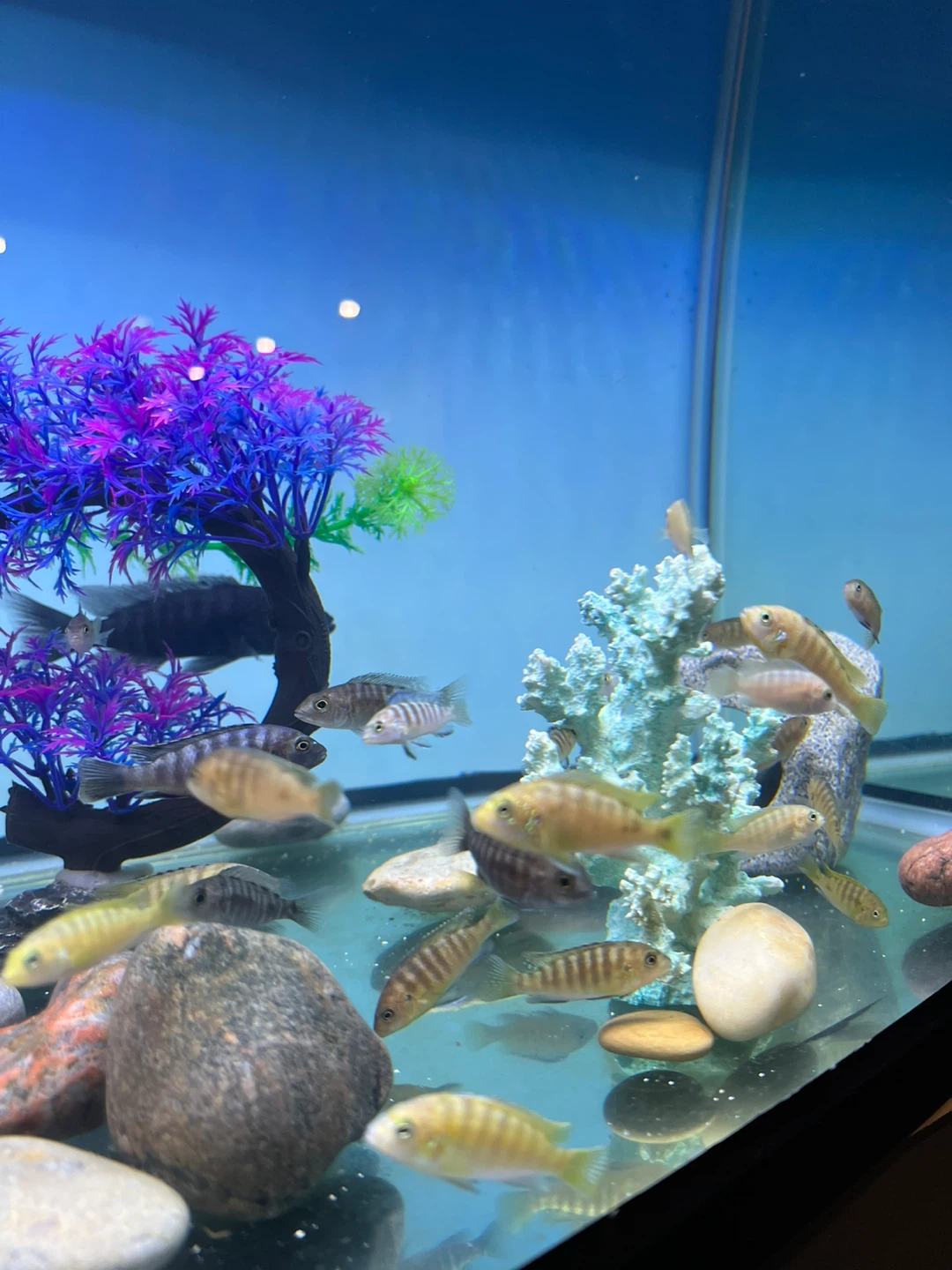 Assorted african cichlid Fish - photo 2