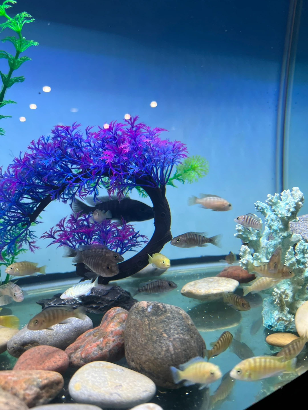 Assorted african cichlid Fish