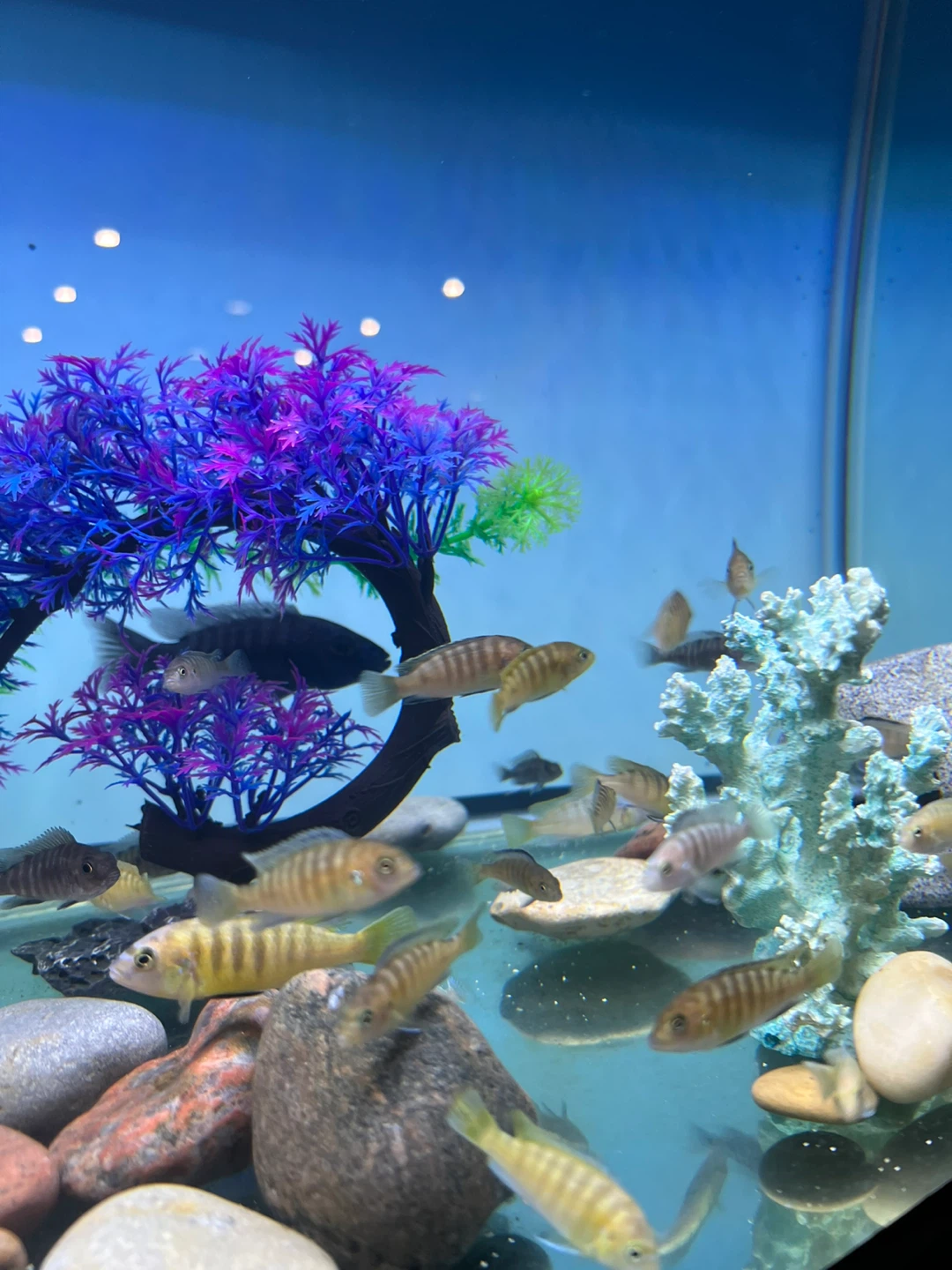 Assorted african cichlid Fish - photo 3