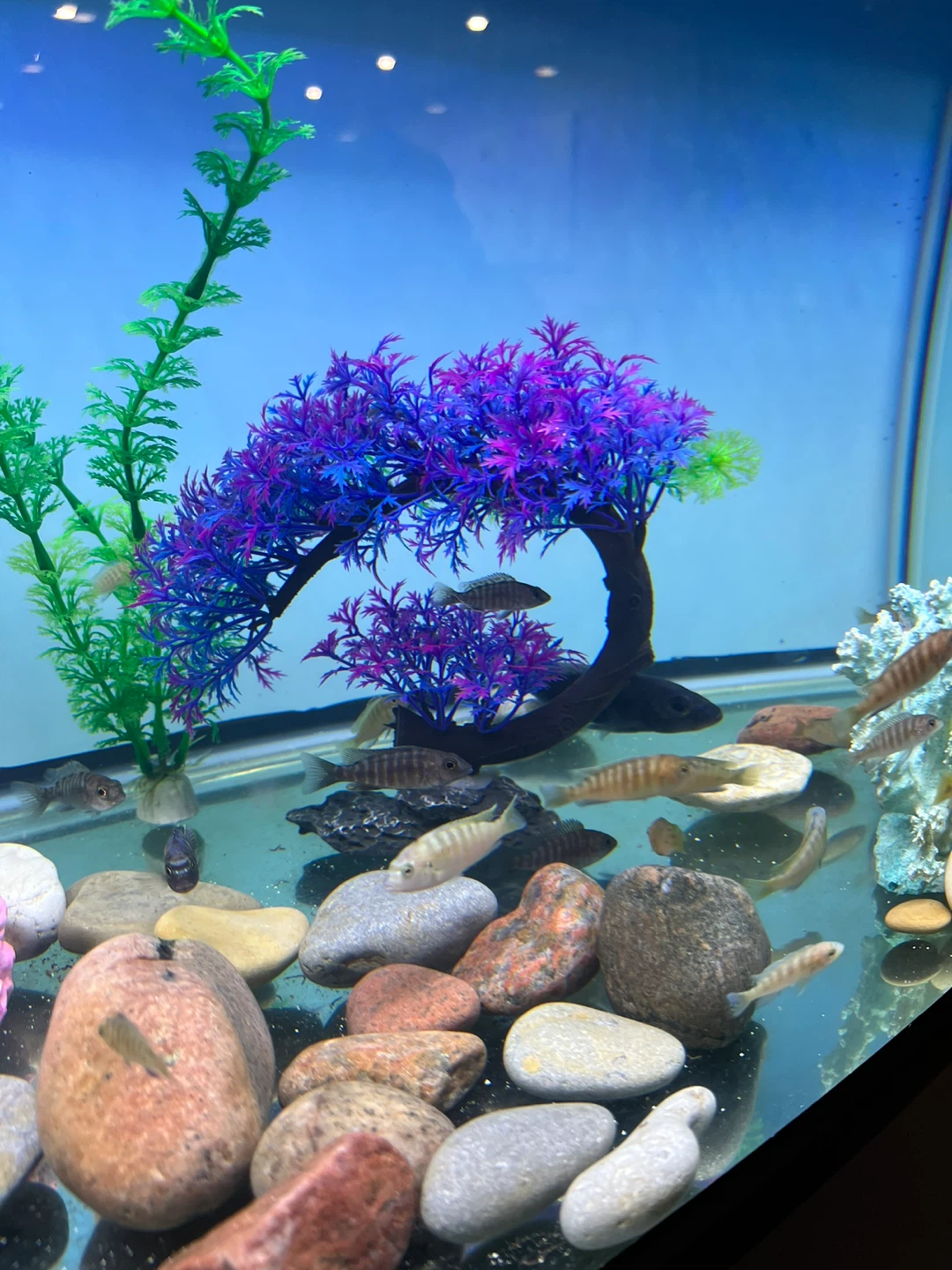 Assorted african cichlid Fish - photo 4