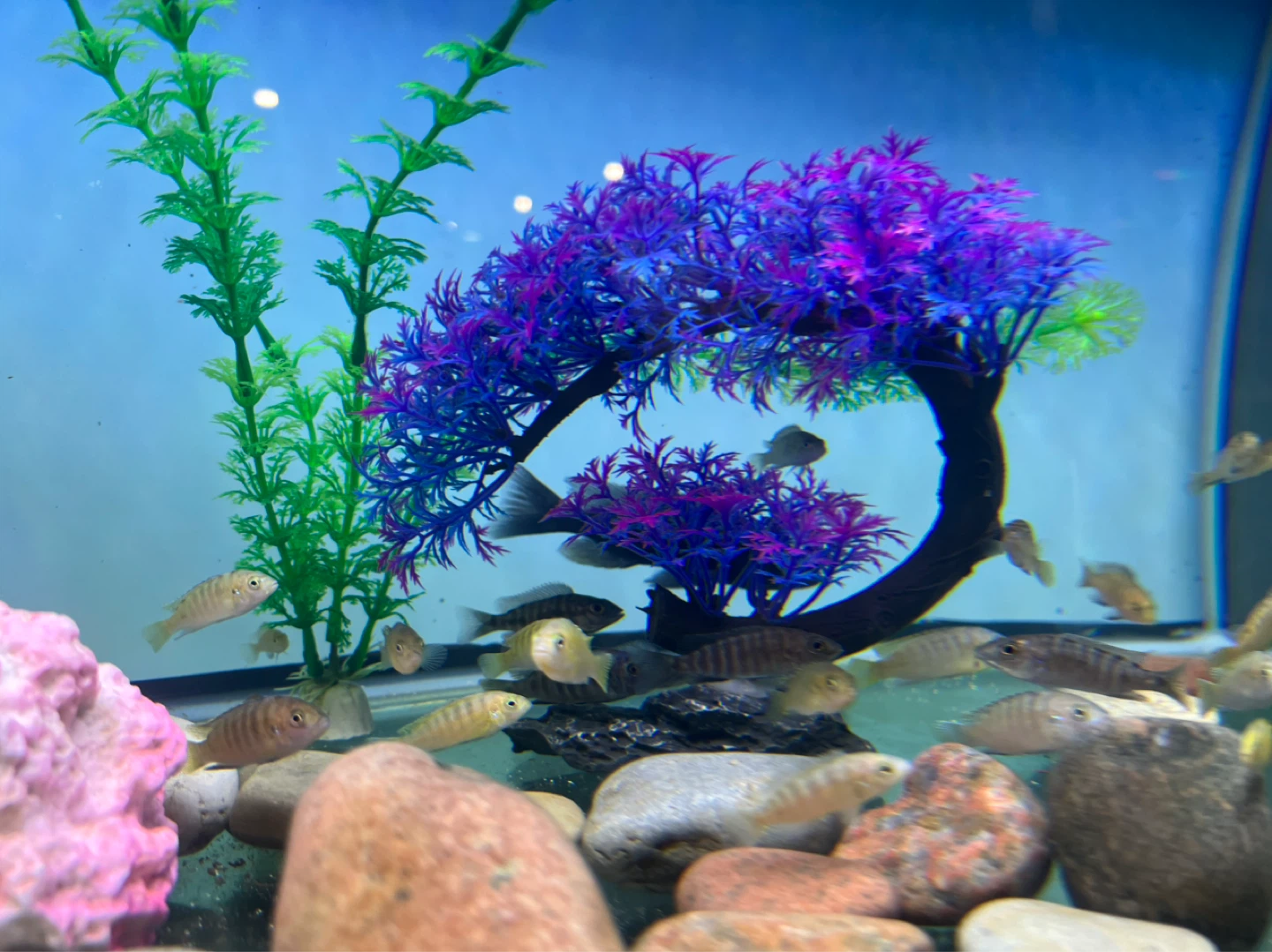 Assorted african cichlid Fish - photo 5