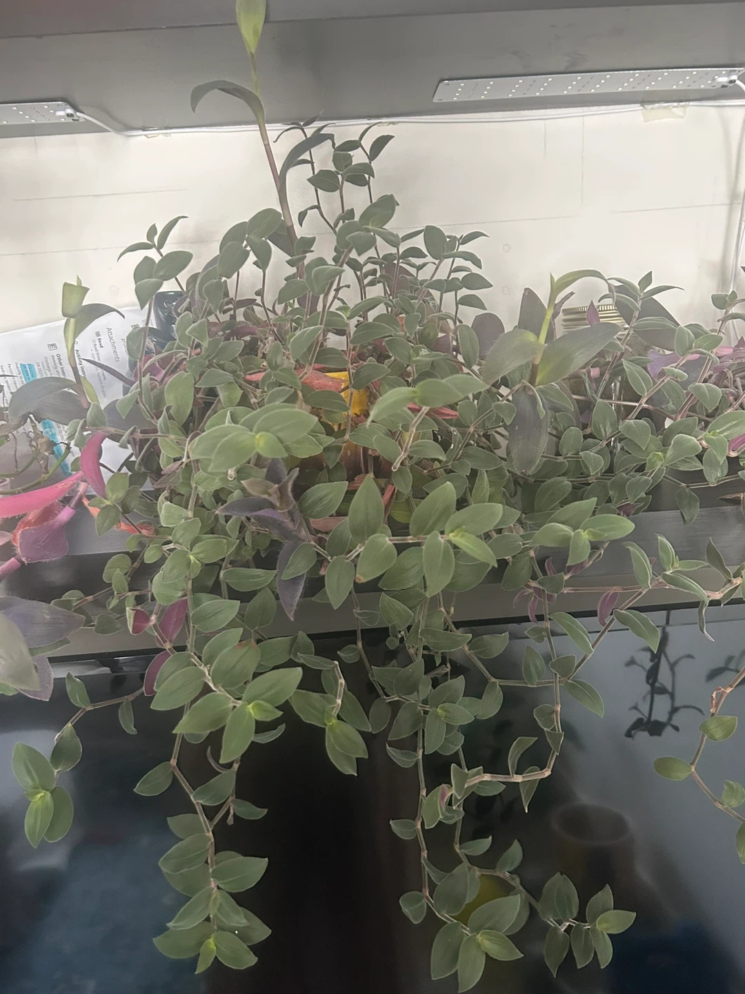 Tradescantia Zebrina Plant - photo 3