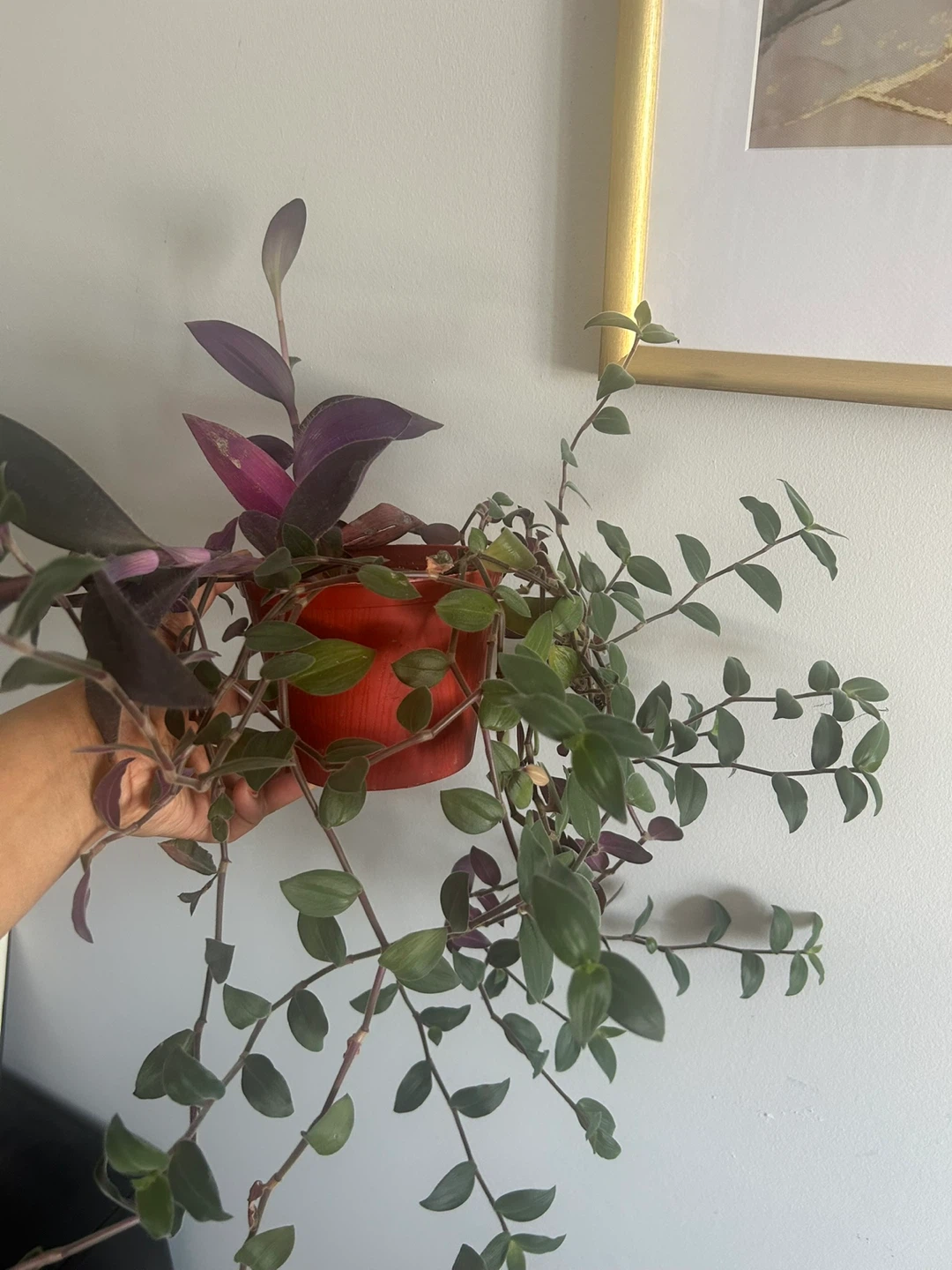 Tradescantia Zebrina Plant