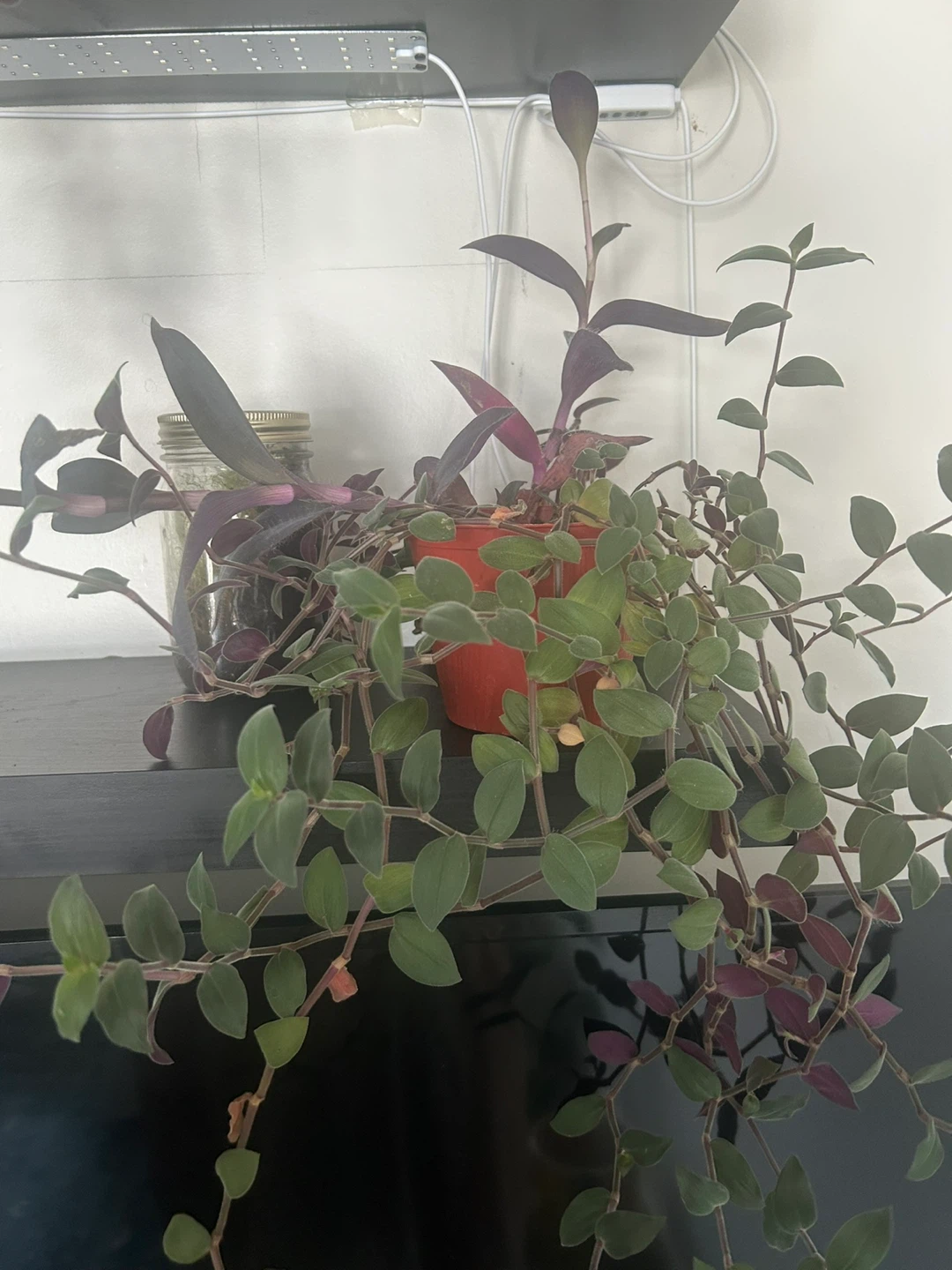 Tradescantia Zebrina Plant - photo 2